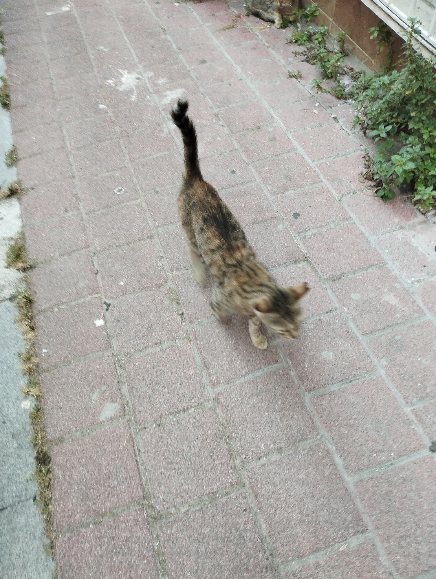A motion-blurred, medium-angle shot shows a tabby cat walking on a paved sidewalk in Istanbul, Turkey. The sidewalk is made of interlocking red rectangular bricks. To the left of the sidewalk is a strip of grey concrete with sparse dry grass growing in its cracks. To the right of the sidewalk, a patch of green plants is growing against a low, beige wall, and a white object, possibly a window frame or door, is visible at the top right. The cat is walking away from the camera, and its tail is held high and curved. Its fur is a mix of brown, black, and orange tabby stripes. The cat's head is down, and its gaze is directed towards the ground.