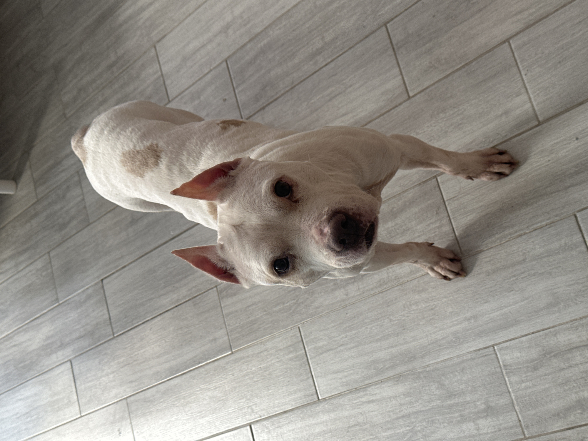 A white dog with tan spots is lying on a light gray wood-look tile floor. The dog is looking up at the camera. The location is unknown.