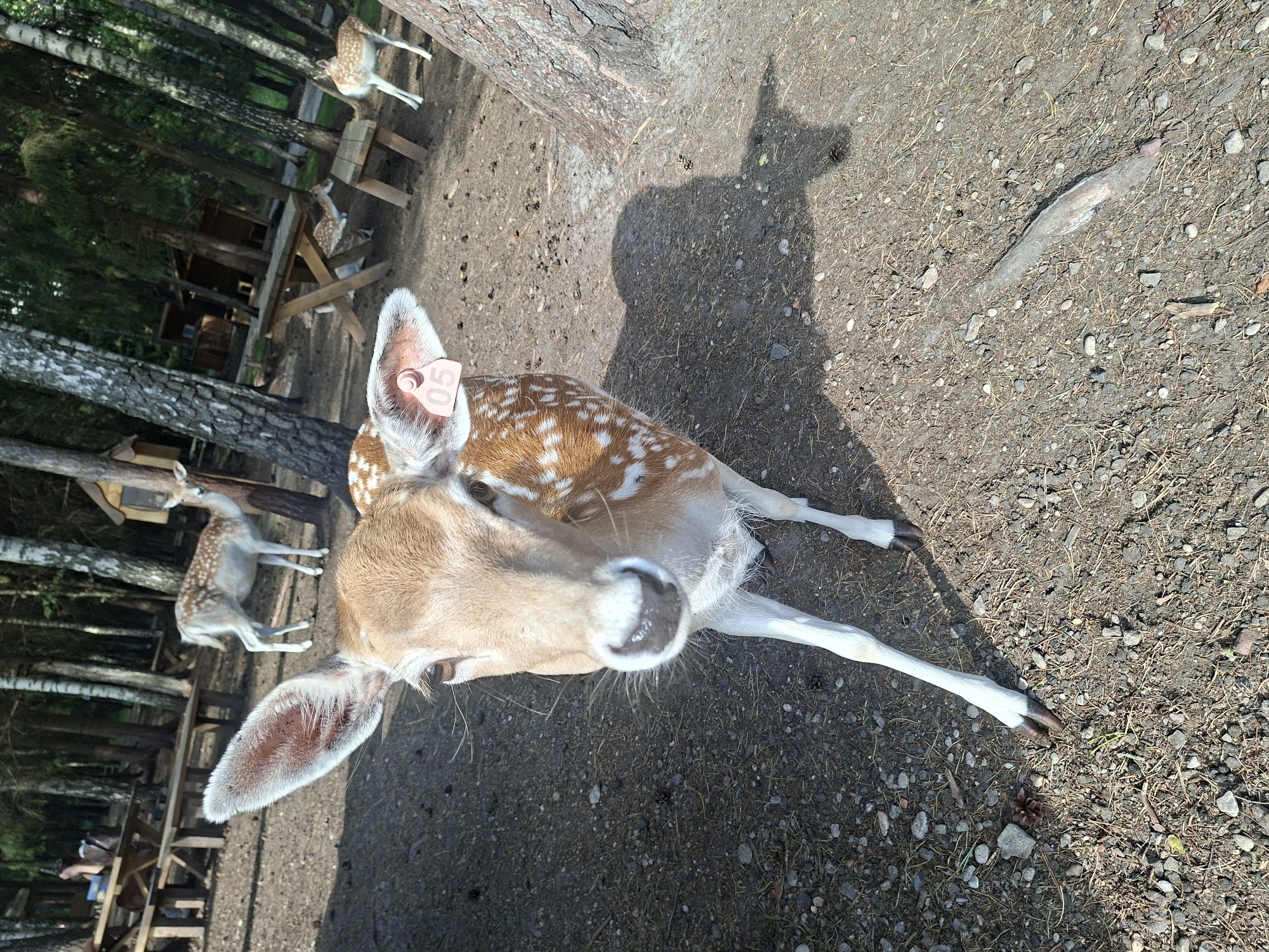 A Fallow deer with a pink tag on its ear, numbered 05, stands in the foreground of a wooded area in Karčiupis, Lithuania. The deer is facing forward, its head slightly tilted. Its coat is brown with white spots. In the background, other deer are visible, as are picnic tables, wooden benches, and trees. The ground is covered in dirt, gravel, and pine needles. Sunlight casts shadows on the ground, indicating it is daytime. The scene appears to be a park or nature reserve.