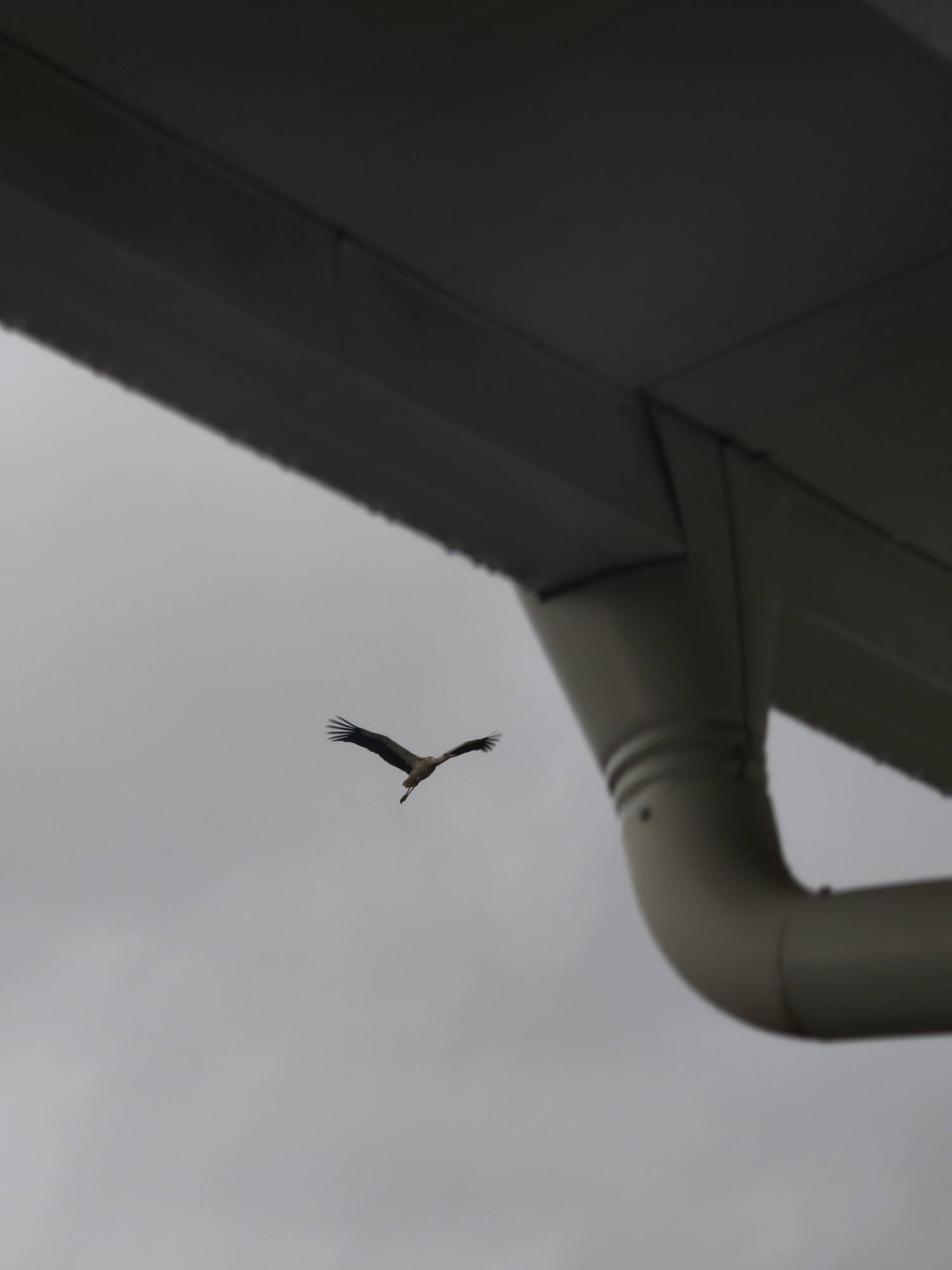 A stork flies through a cloudy sky, visible from under a building's eave and drainpipe. The location is Unknown, Unknown.
