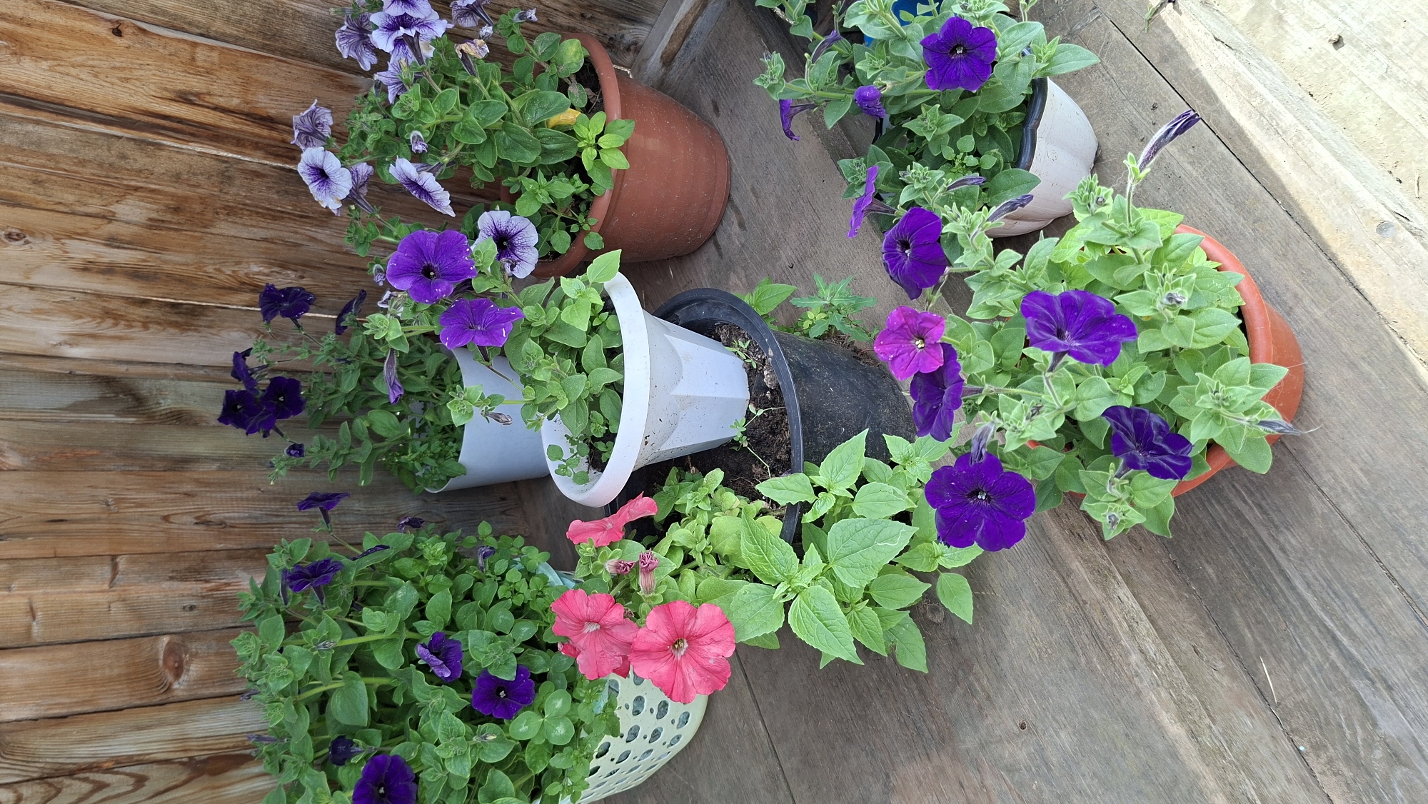 The image shows a collection of potted petunias displayed on a wooden surface against a wooden plank fence. The petunias are in various shades of purple, pink, and white. Some are in dark plastic pots, while others are in a brown ceramic pot and a white decorative pot. The flowers are in bloom, with lush green foliage. The wooden surface appears to be weathered. The location is described as a residential area in Большой Букор, Russia, likely a garden or patio. There are no people or animals visible in the image.