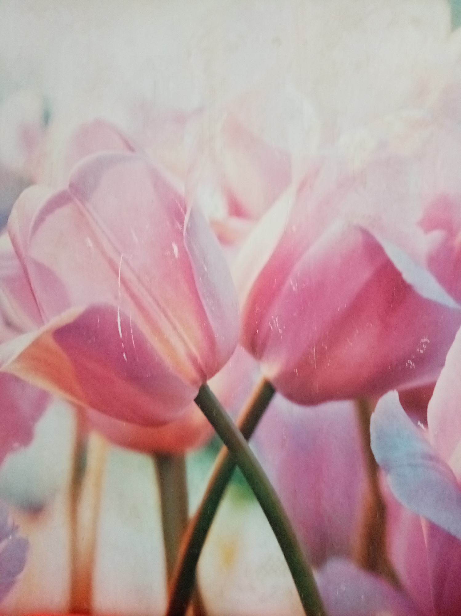 This is a close-up, slightly faded photograph of several pink tulips, likely a decorative print or artwork. The tulips are depicted with soft lighting and a shallow depth of field, emphasizing their delicate petals and curving stems. The background is blurred and consists of lighter pastel colors, suggesting a soft focus effect. The image appears to have some scuffs and marks on its surface, indicating it may be an older print or laminated material. There are no people or identifiable landmarks present in the image. Its location in Ishimbay, Russia, cannot be determined from the visual information provided.