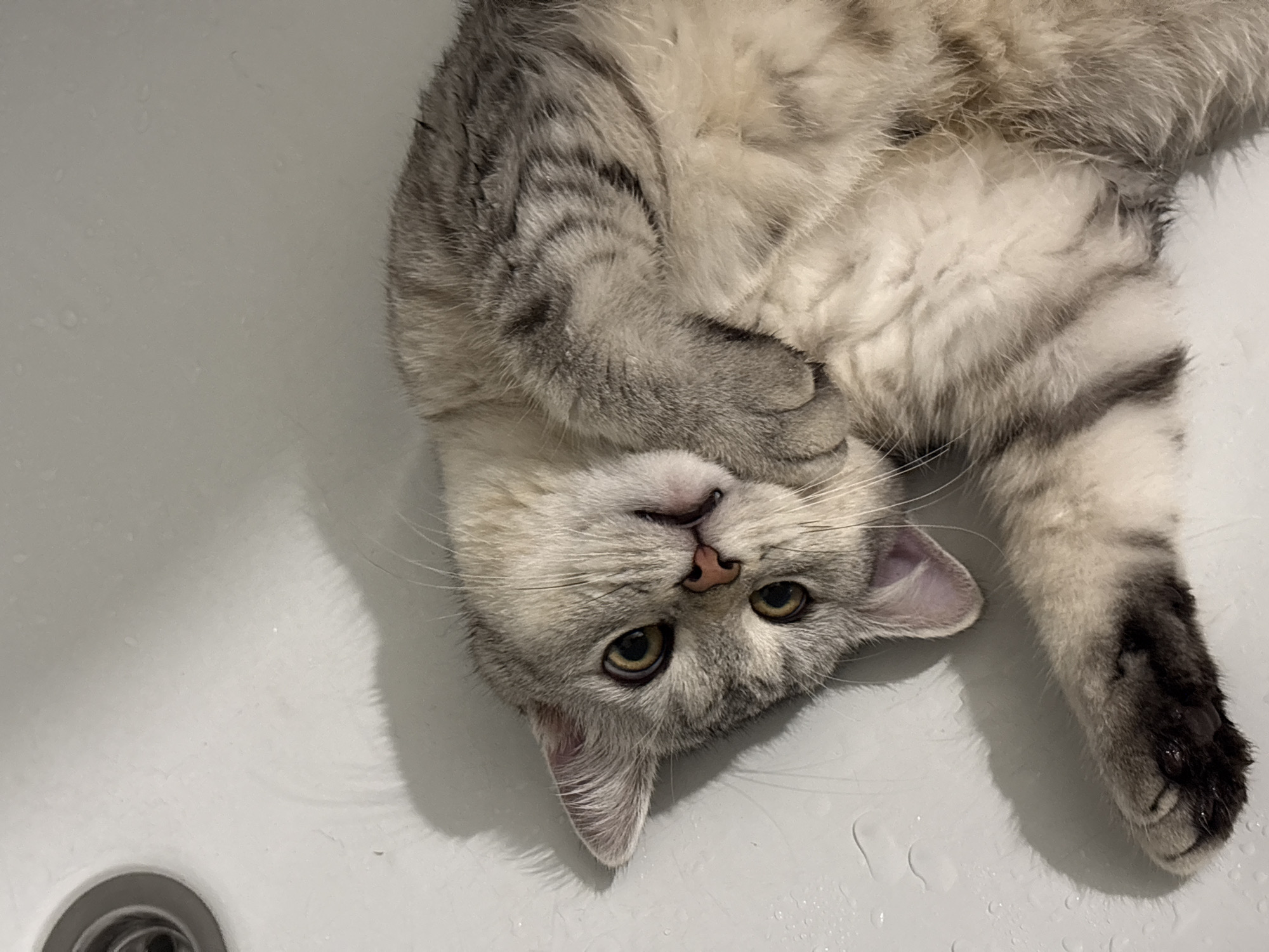 The image shows a grey tabby cat lying on its back in a white sink. The cat's fur is striped with darker grey markings, and it has large yellow eyes. Its paws are tucked around its face, and it appears to be relaxed. The sink is wet, with water droplets visible on the surface. A drain is visible in the upper left corner of the image. The overall impression is of a domestic cat in a typical household setting, likely a bathroom or laundry room. The image does not provide any information about the city of Mikhaylovsk, Russia.