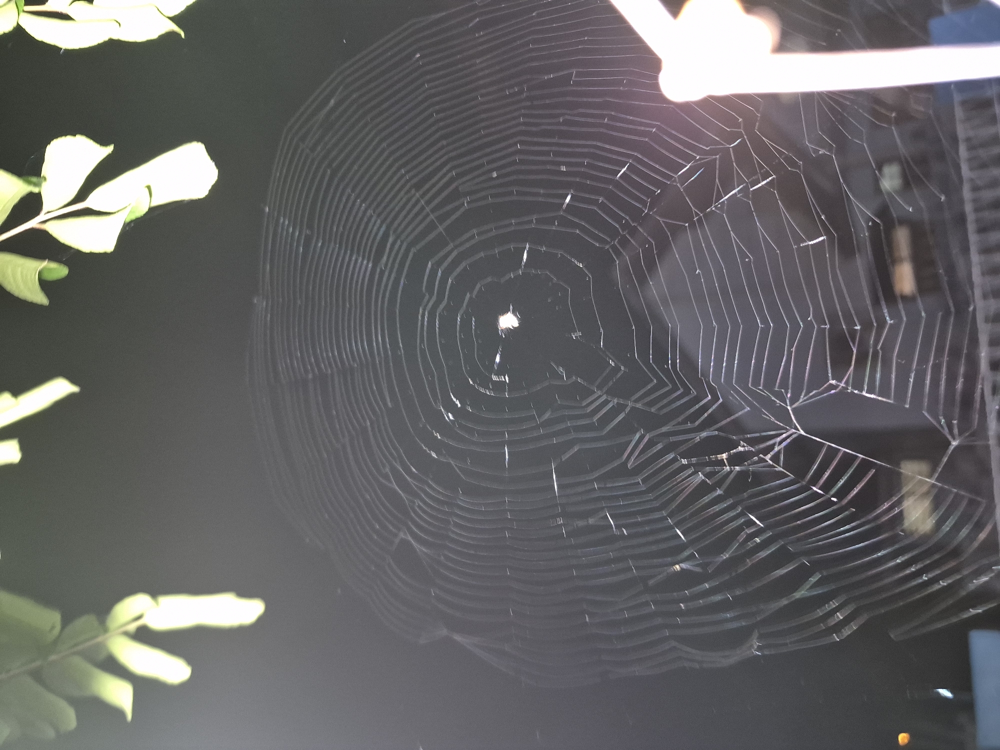 The image shows a large spiderweb suspended in the air, possibly between a leafy tree branch on the left and a light fixture and building on the right. The web is circular with radiating strands and concentric rings. A small, light-colored object is located at the center of the web, possibly a spider or captured prey. The background is dark, suggesting the image was taken at night. The location is unknown and not depicted in the image.