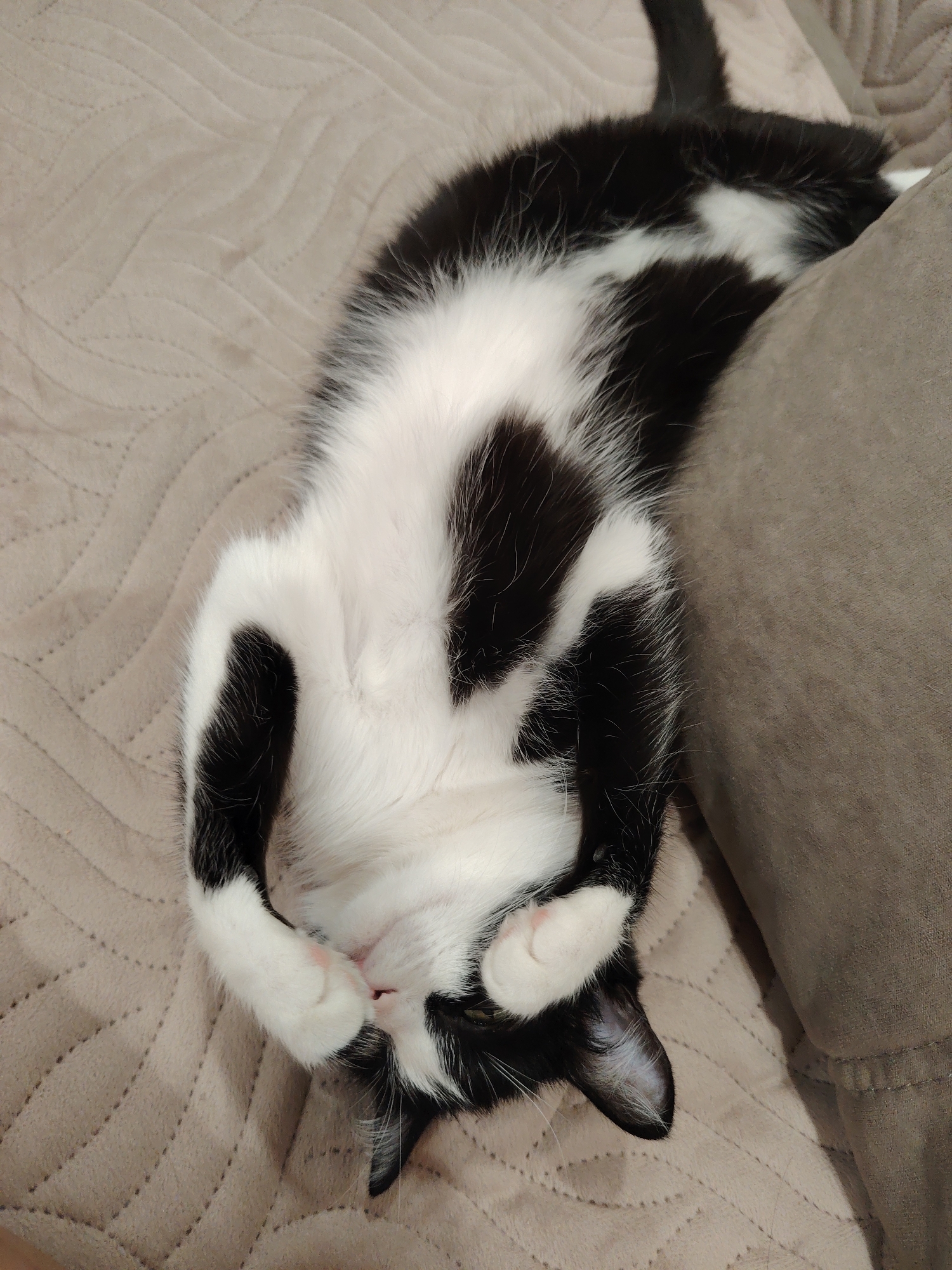 A black and white tuxedo cat is lying on its back on a beige quilted blanket. The cat's paws are curled up near its face. The cat is positioned diagonally across the frame, with the tail towards the top and its head towards the bottom. A gray pillow is visible to the right. The location and city are unknown.