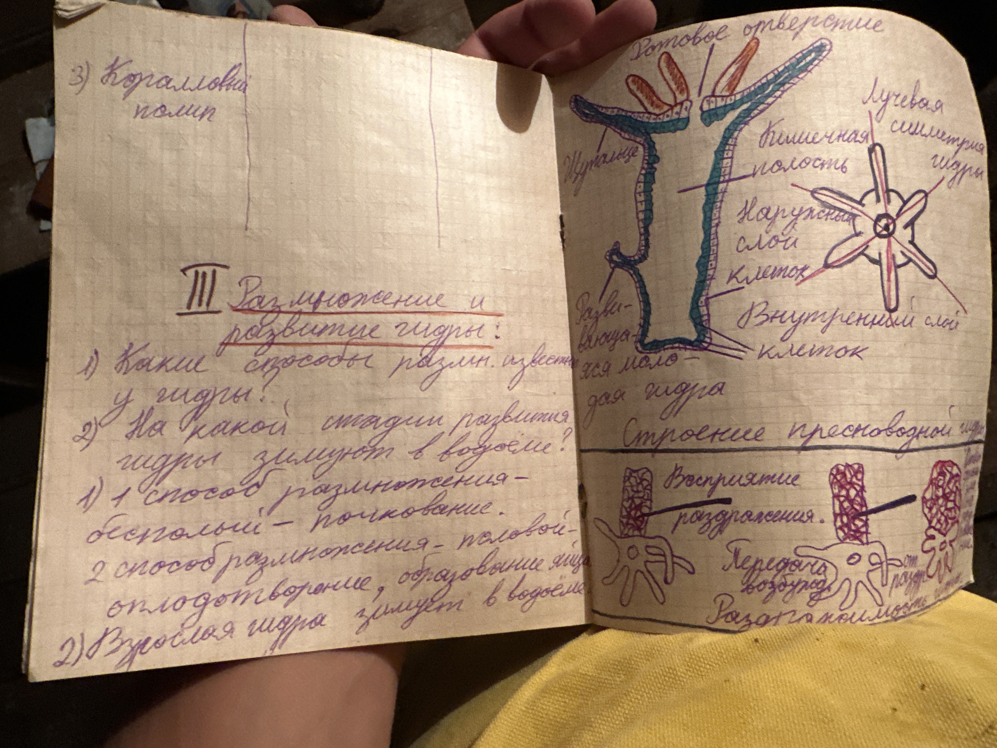 The image shows a close-up, top-down view of an open notebook with handwritten notes and diagrams. The notebook appears to be old and worn, with creased pages and some discoloration. The writing is in Russian, and the content seems to be related to biology or medicine, with terms like " клетки" (cells), " сосуды" (vessels), and " нервная система" (nervous system).
On the left page, there are bulleted lists and a drawing of what appears to be a simplified representation of a cell with radiating lines. The right page features a more detailed biological diagram of a tube-like structure with various labeled parts, including "кишечная полость" (intestinal cavity) and "наружная слой" (outer layer). There are also some small, unidentifiable objects, possibly insects, on the pages.
The notebook is placed on a surface that appears to be made of wood, with a yellow fabric visible in the lower left corner. The lighting suggests an indoor environment, likely with natural light.
There is no information in the image that allows for the determination of its location in the city of Biysk, Russia, or any specific context beyond what is depicted in the notebook.