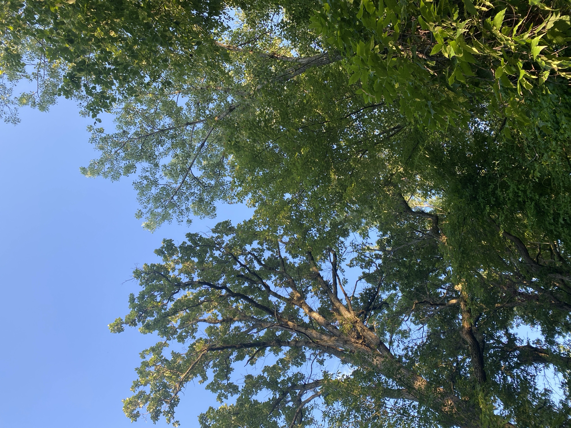 This is a low-angle, full-shot, outdoor photograph of trees against a clear blue sky. The trees are dense and leafy, with sunlight filtering through the branches, creating a dappled effect. The perspective looks upwards towards the canopy, revealing the intricate network of branches and foliage. The scene appears to be a natural setting, possibly a park or forest, within the Town of Peru, United States of America. No people, animals, or man-made objects are visible in the image.