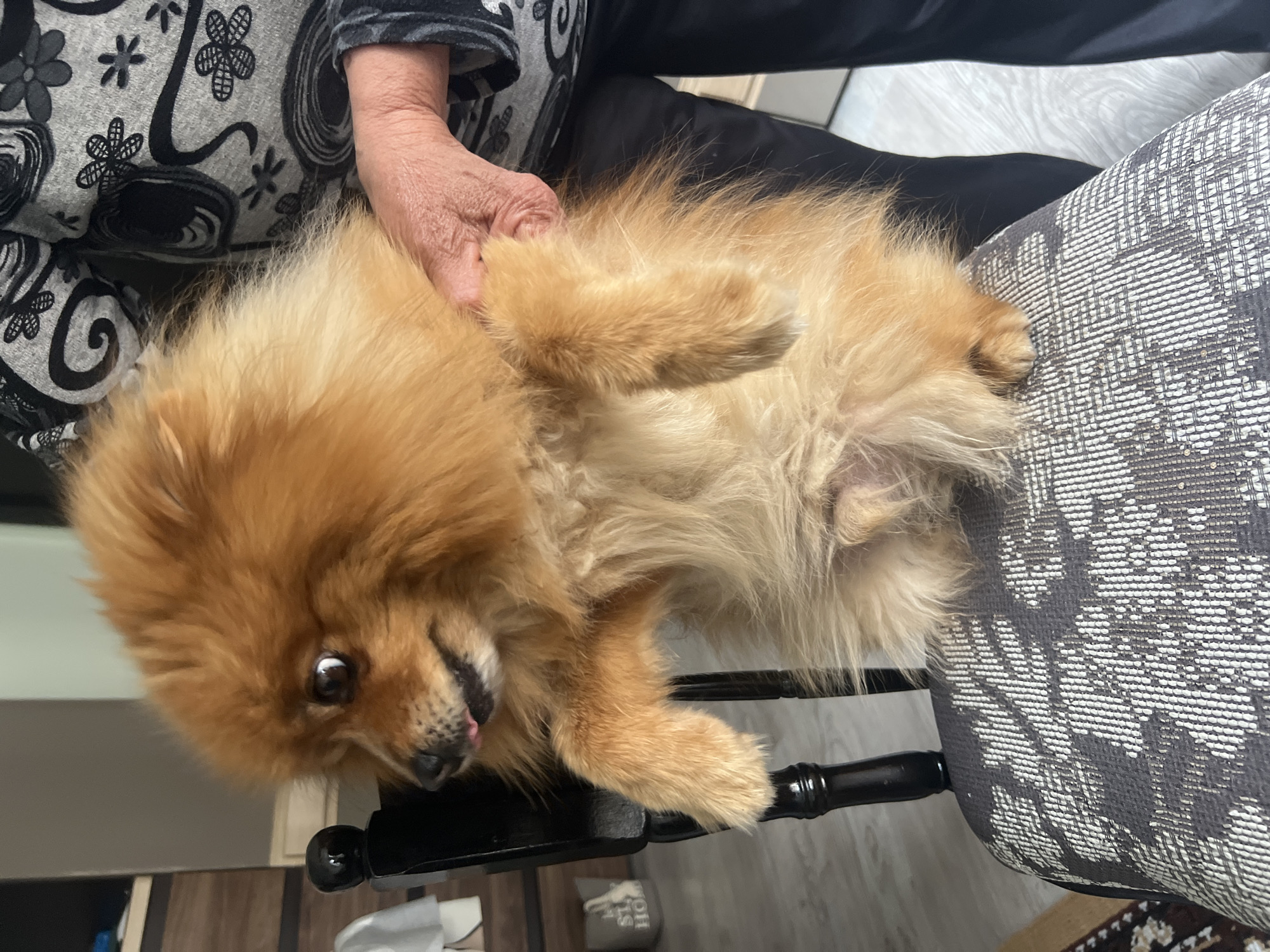 The image depicts an indoor scene in a residential location within Asenovgrad, Bulgaria. A small, orange-brown, long-haired canine, consistent with a Pomeranian breed, is positioned upright on its hind legs on a chair. Its light-colored underbelly is visible. The dog's head is turned left, with wide-open eyes and a partially extended pink tongue.
An individual, whose forearms and hands are visible, is supporting the dog's torso. The individual wears a long-sleeved garment featuring a grey background with a black and dark grey abstract floral and swirling pattern, and dark trousers. The hands exhibit visible wrinkles, consistent with an older person.
The dog is standing on a chair with a dark-stained wooden back frame and a fabric-upholstered seat. The seat fabric is grey with a light grey or white patterned design of intersecting lines and abstract shapes. To the immediate left of the chair, a dark brown wooden furniture unit, possibly a cabinet or shelving, is partially visible. Below this unit, a light-colored fabric bag with partial black text, possibly "STAY HOME," rests on the floor. The floor consists of light-colored planks, likely wood laminate or tile. A dark rug with a lighter, intricate pattern is partially visible on the lower left.