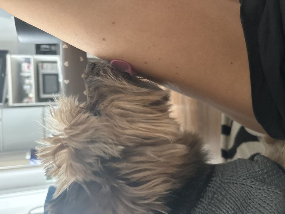 A small, long-haired dog, exhibiting light brown and dark brown fur, is depicted licking a bare human leg in an indoor residential setting. The dog, positioned to the left of the leg, has its pink tongue extended, making direct contact with the light-toned skin of the upper leg, which displays minor freckles. The dog wears a gray knitted garment. A dark fabric, likely part of shorts or a skirt, is visible at the bottom edge of the leg. The blurred background reveals domestic elements including a white shelving unit containing a microwave oven and assorted items, a chair with a heart-patterned backrest, and a black and white patterned floor covering. While the provided context identifies the location as Saint Petersburg, Russia, no visual identifiers within the image corroborate this specific city.