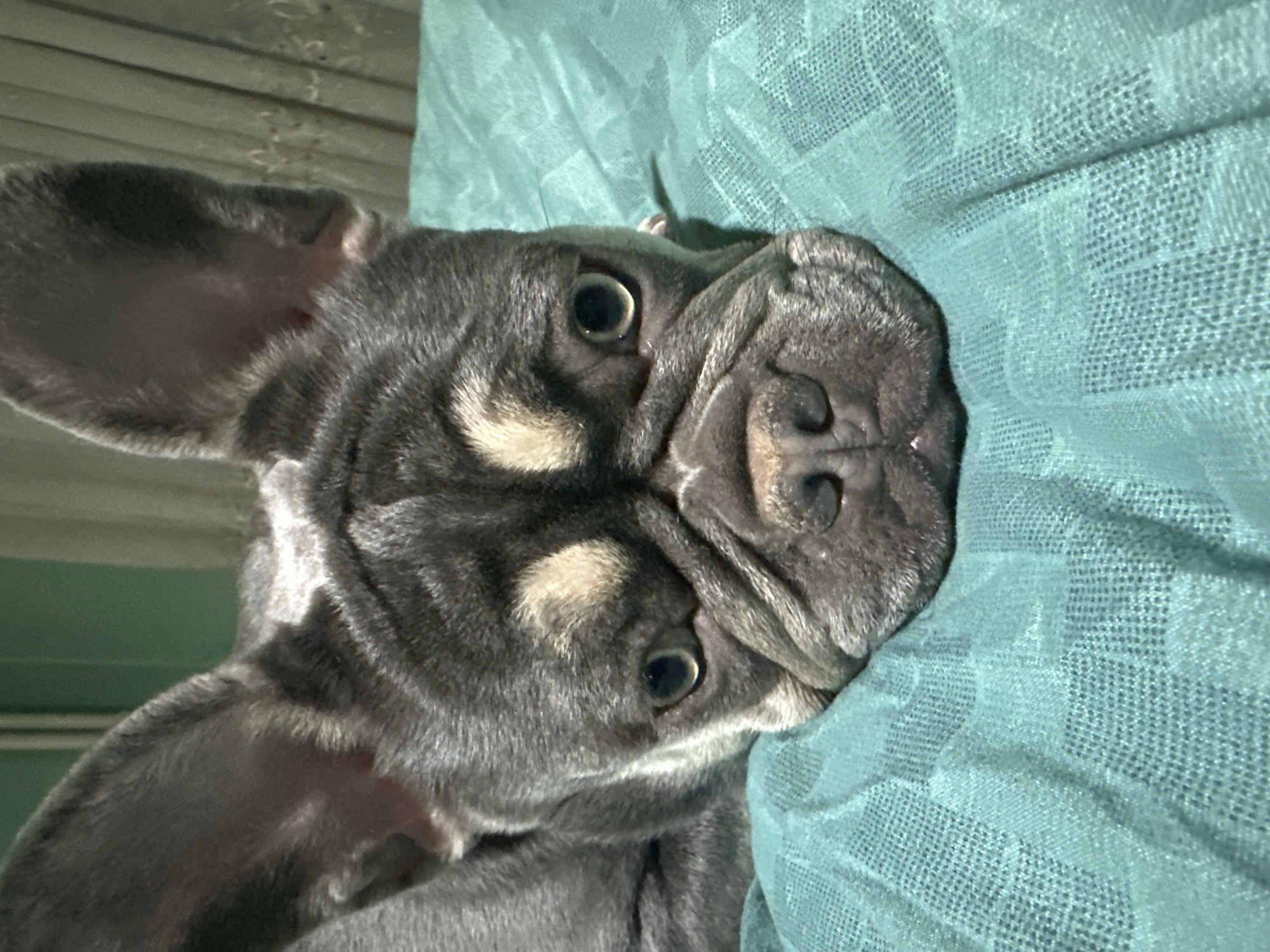 A close-up shot shows a grey French Bulldog lying on a textured, light teal blanket. The dog's head is tilted towards the viewer, showcasing its face with its large, expressive eyes and wrinkled snout. The background is indistinct.