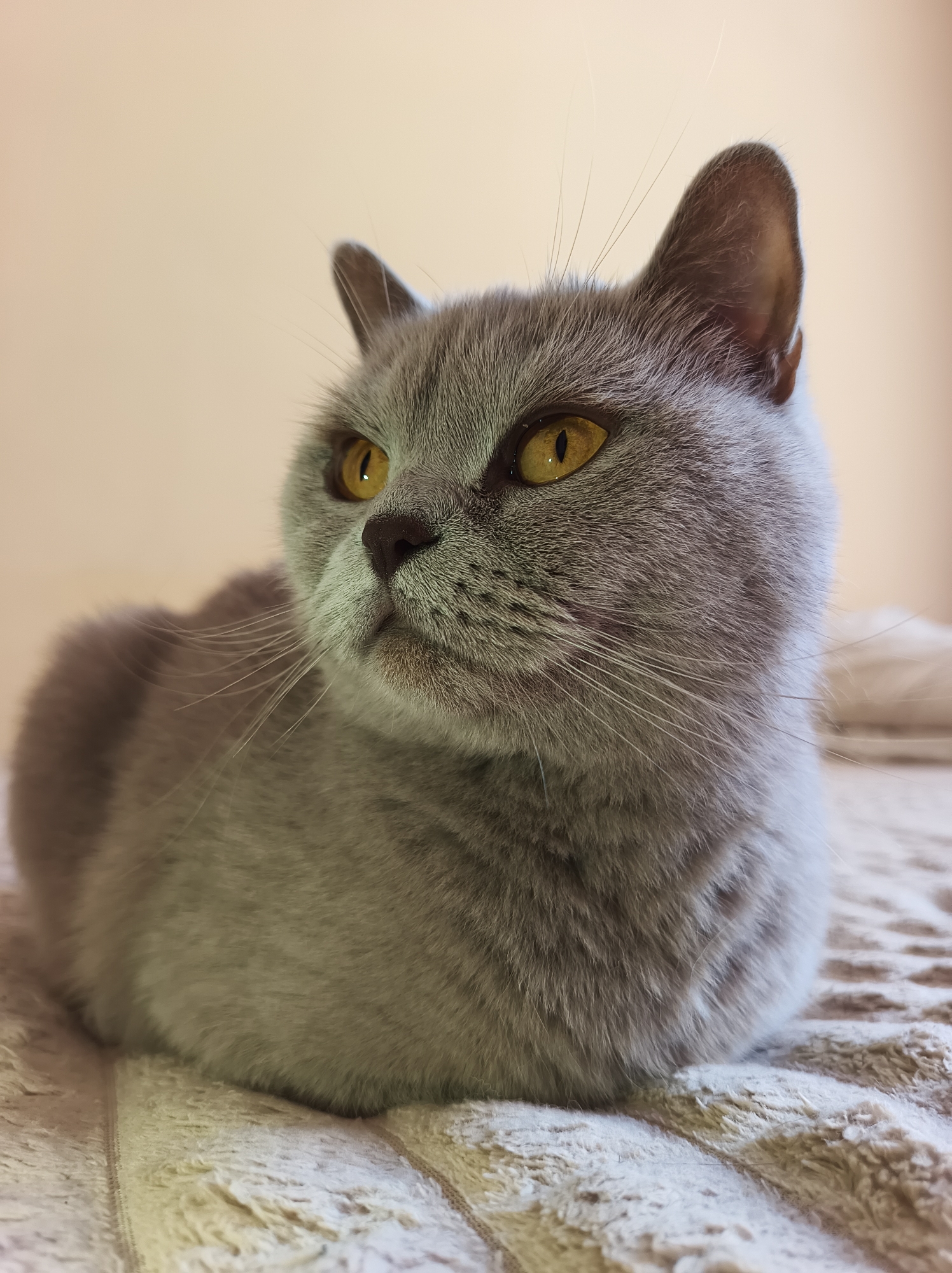 A fluffy, gray British Shorthair cat with bright yellow eyes is sitting on a textured, cream-colored blanket. The cat is facing to the left, with its body curled up, and its head turned to look slightly upwards. Its ears are perked, and its whiskers are fanned out. The background is a plain, light-colored wall, suggesting an indoor setting. The lighting appears to be soft and natural, hinting at daytime. The cat's expression is calm and alert. The image has a shallow depth of field, with the cat in sharp focus and the background slightly blurred. There is no visible text in the image. The location context of Ternopil, Ukraine, is provided separately and not visually indicated within the image itself.