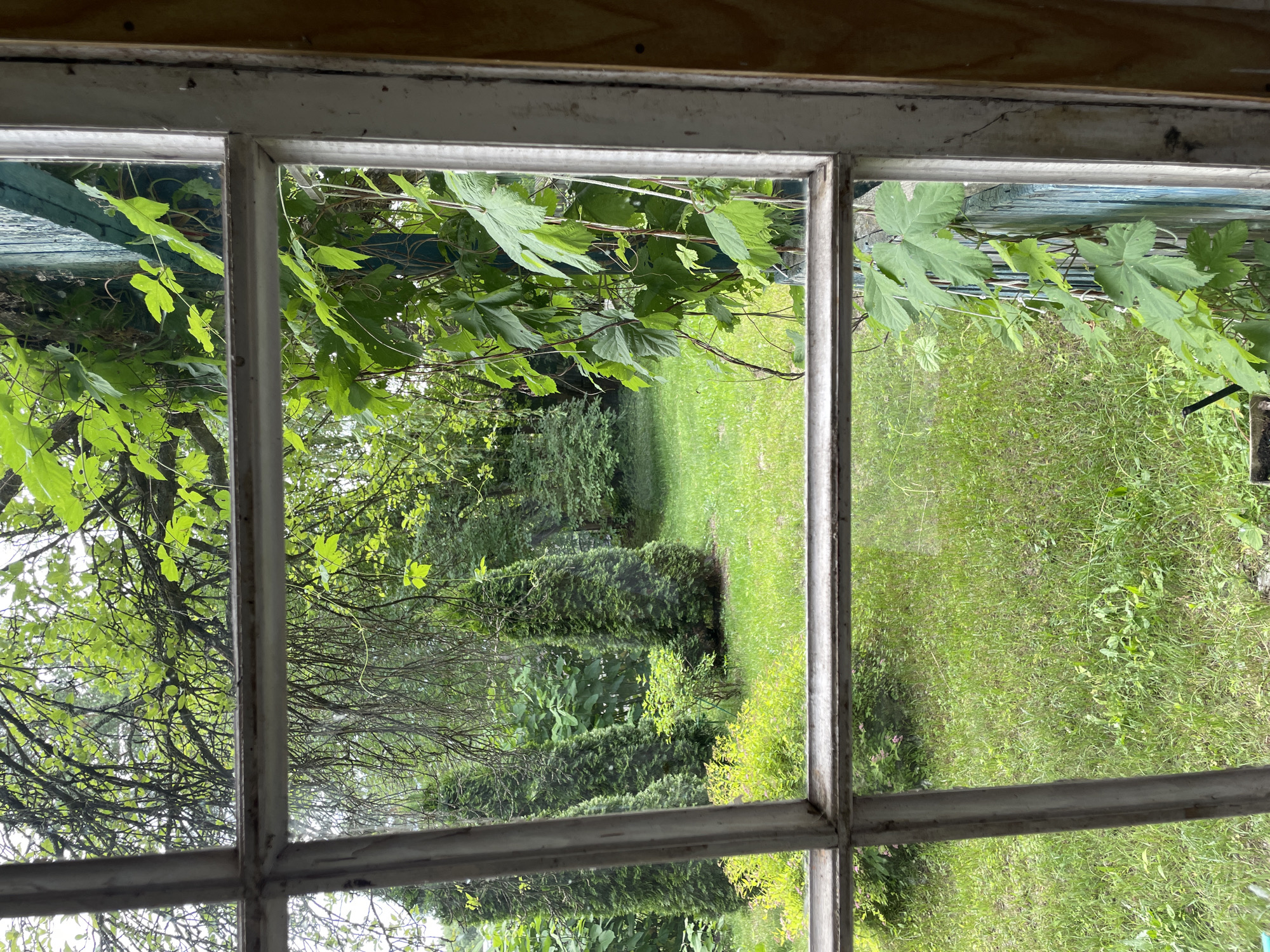 The image depicts a view of a lush green backyard through an old, white-trimmed window with a grid pattern. Tall, cone-shaped evergreen trees stand in the background, flanking a grassy area. In the foreground, on the right side of the window, a vine with large, green leaves climbs up a weathered, blue-painted fence. The sunlight filters through the dense foliage, creating a dappled effect on the lawn. The overall impression is one of a tranquil, overgrown garden.