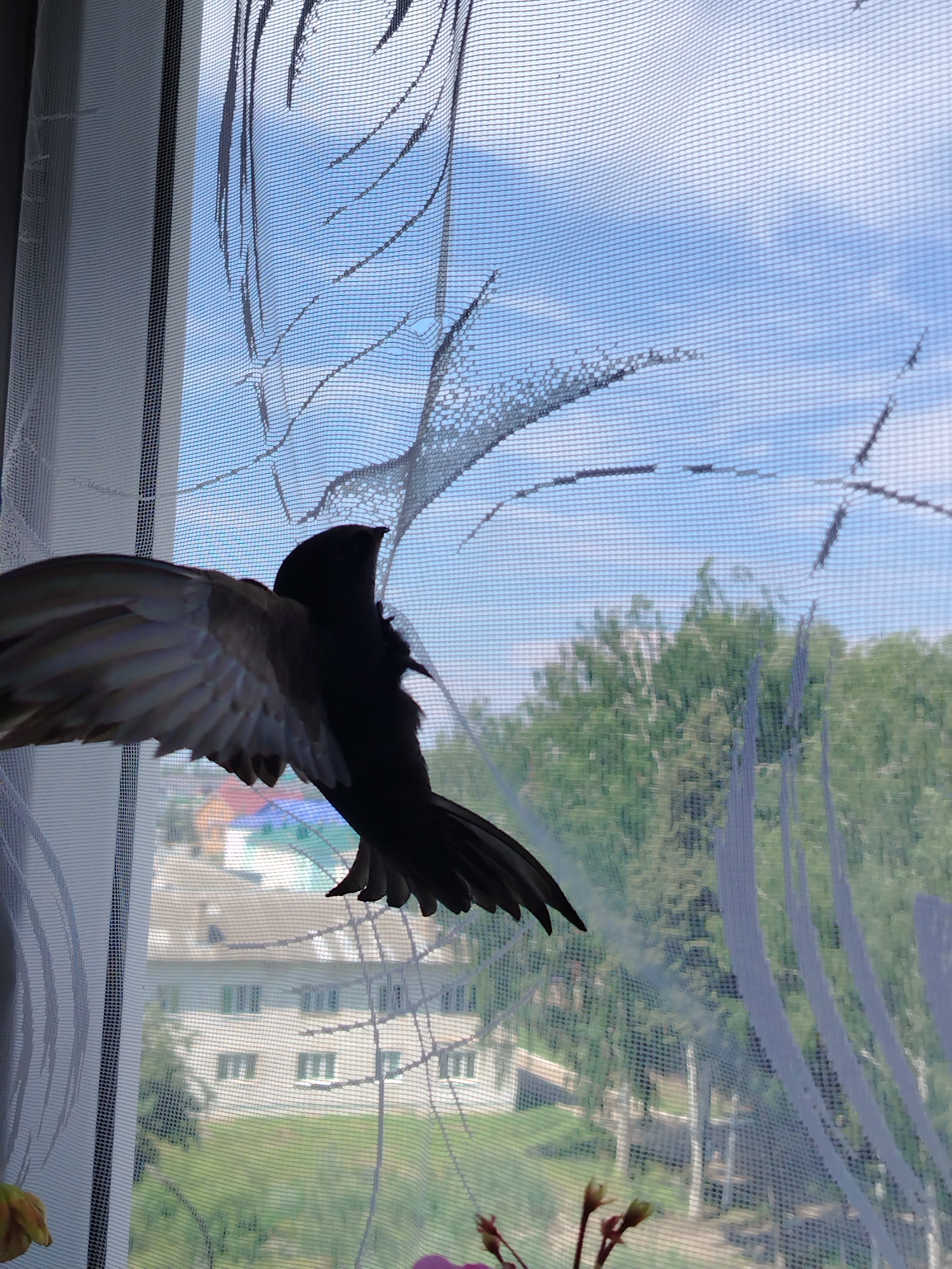 A bird with its wings spread wide is captured mid-flight, silhouetted against a bright blue sky with scattered clouds. The bird is dark in color, with its wings displaying lighter undersides. It is positioned in the foreground, obscuring a portion of a sheer white curtain with a decorative pattern of gray, abstract lines. Beyond the curtain and the bird, a blurred view of a residential area is visible. This includes light-colored multi-story buildings with visible windows, green trees, and a patch of grass. The scene appears to be captured through a window. The location is the city of Yanaul, Russia.