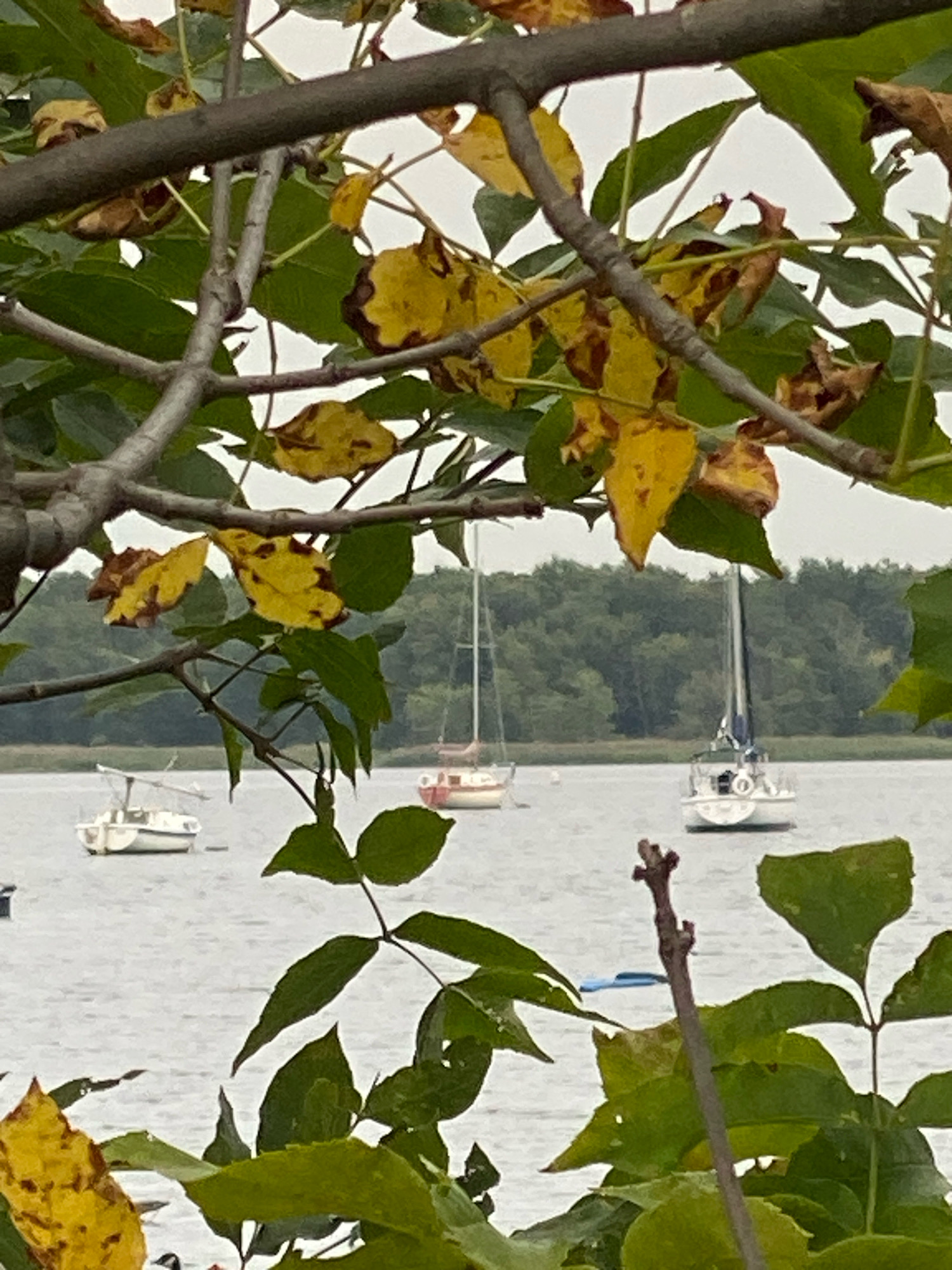 This image depicts a serene waterfront scene in Baie-D'Urfé, Canada, as viewed through a canopy of trees with autumn foliage. In the foreground, branches of a tree frame the view, adorned with green leaves and some yellow and brown leaves, indicating the season. The water surface is calm and grey, reflecting an overcast sky. Several sailboats are visible on the water, anchored or gently drifting. One sailboat, closer to the center of the frame, is white with a mast and rigging. To the left, another white sailboat is visible. Further in the distance, more boats are scattered across the water, and a tree line forms the horizon. The overall impression is one of peaceful, natural beauty.