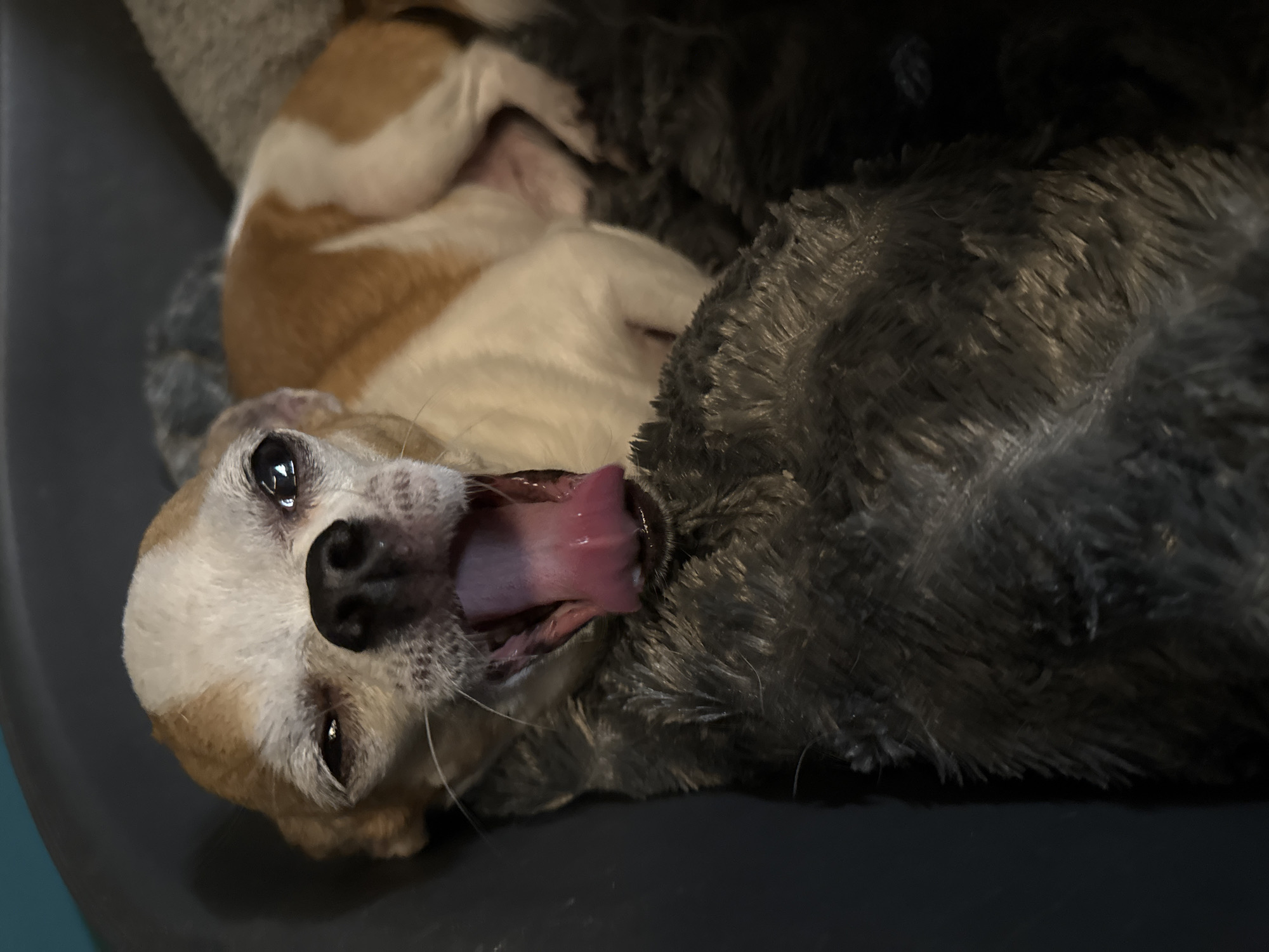 A close-up, low-angle shot captures a small dog with tan and white markings yawning widely while lying on a dark gray, plush blanket. The dog's mouth is open, revealing its pink tongue and the roof of its mouth. Its eyes are partially closed, and its ears are folded back. The dog is positioned in the center of the frame, with its head slightly tilted to the left. The background consists of a dark gray dog bed. The image appears to have been taken indoors. The provided information about Hallum, Netherlands is not depicted in the image.