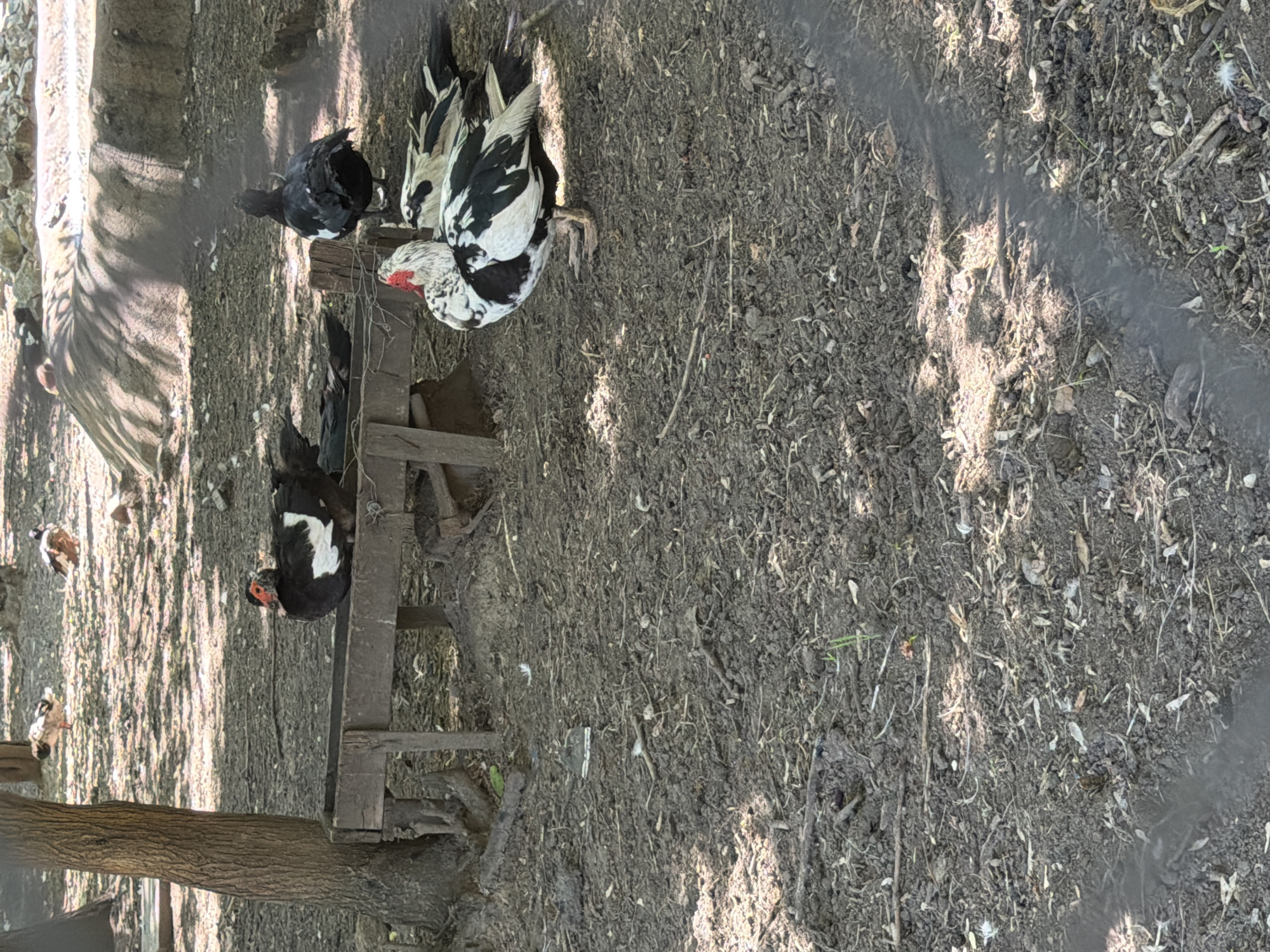 The image depicts a group of Muscovy ducks in an outdoor enclosure. The subjects are several ducks, predominantly black and white with some exhibiting white plumage and red facial caruncles. One duck is particularly prominent, facing left with its red caruncles clearly visible. Another duck, mostly black with white markings, is partially obscured by a wooden structure. The enclosure appears to be a dirt yard with scattered organic debris such as twigs and leaves. A rough wooden structure, possibly a feeding station or shelter, is centrally located. In the background, a large, textured object resembling a tree trunk is visible. The lighting suggests it is daytime, with sunlight casting dappled shadows on the ground. The overall scene conveys a natural, rural setting. There are no people visible, and no text is present in the image. The location context provided is Pazardzhik, Bulgaria.