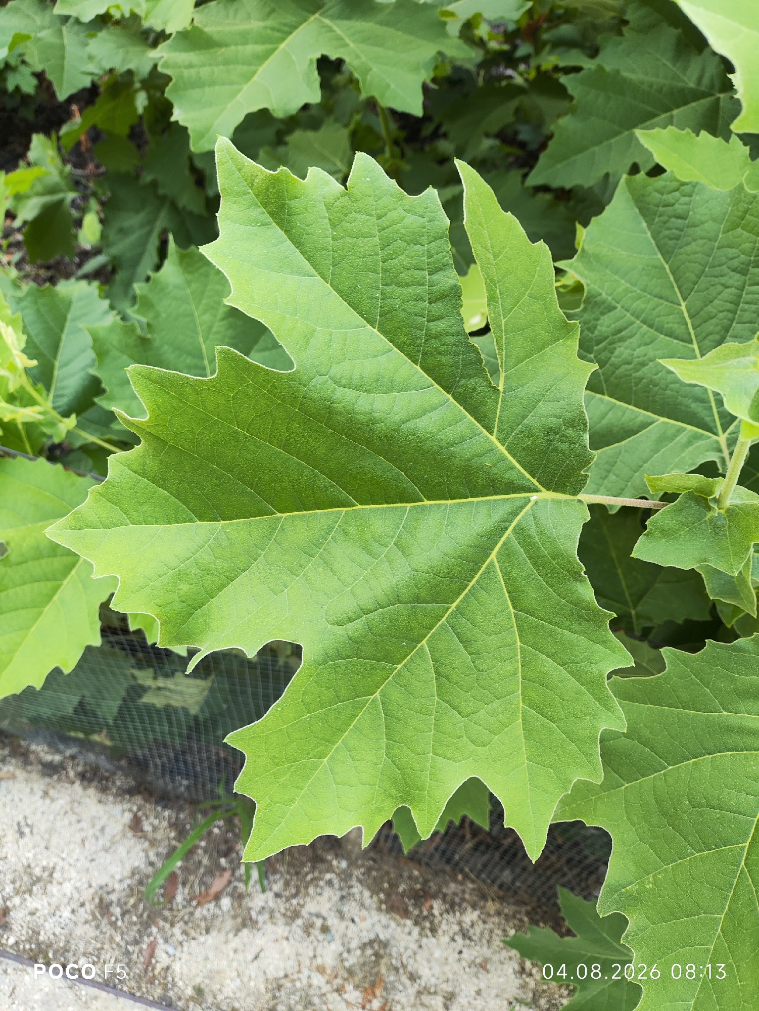 This is a close-up, eye-level shot of a large, green, lobed leaf. The leaf has prominent veins and a serrated edge. It is surrounded by other green leaves, some of which are out of focus. In the background, a glimpse of a wire mesh fence and sandy ground is visible. The timestamp "04.08.2026 08:13" and "POCO F5" are watermarked on the image. The image appears to be taken in a garden or natural setting. There are no people or animals present in the image. The overall scene is a natural one, with a focus on the details of the plant's foliage. The specific location in Collecchio, Italy, cannot be determined from the visual information provided in the image alone.