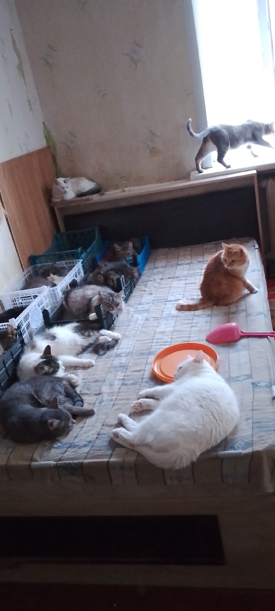 In a room with light-colored, textured walls, a grey cat is walking on a windowsill near a bright window. Below the windowsill, a shelf supports a white cat. On a bed covered with a patterned sheet, several cats are resting. There are multiple plastic crates containing cats arranged on the bed. One orange and white cat is sitting on the sheet, facing left. A white cat is lying on its side in the foreground, near an orange plastic lid and a pink scooper. Other cats are visible in the crates, including a grey cat curled up and a grey and white cat lying down. The scene suggests a domestic environment possibly in Belgorod, Russia, where multiple cats are being housed or cared for.