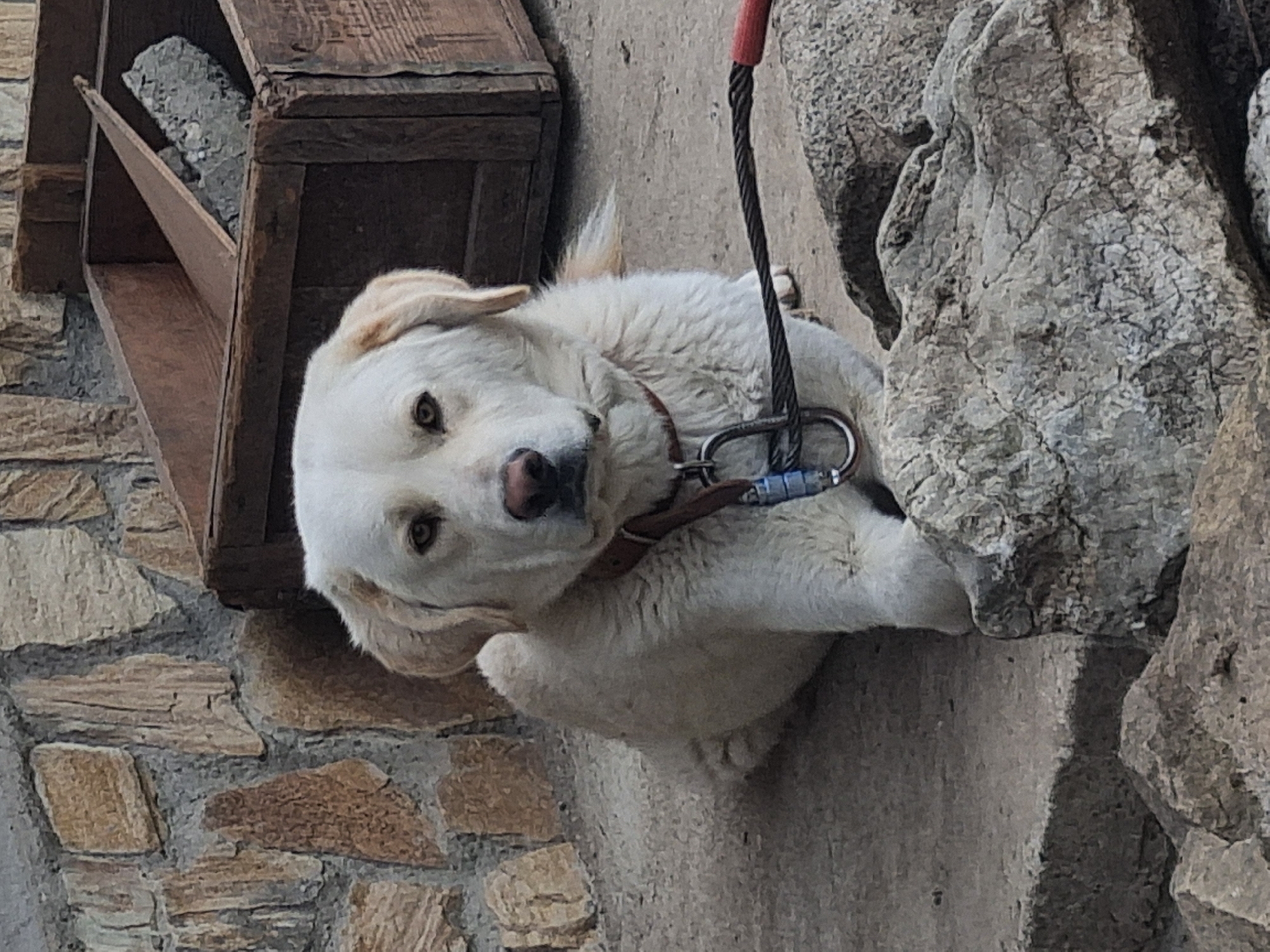 The image features a medium-sized white dog with light brown eyes. The dog is wearing a brown leather collar with a metal carabiner attached to a gray braided cable with a red handle. The dog is positioned near a stone wall and a wooden structure that appears to be a birdhouse. The location is Galabovtsi, Bulgaria.