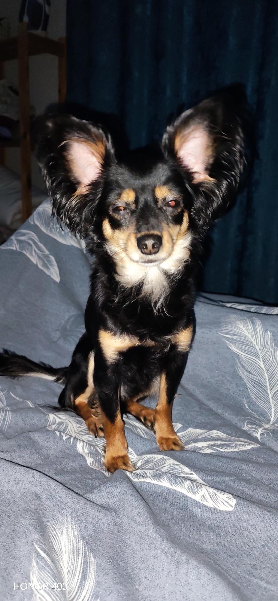 A black and tan long-haired Chihuahua-like dog with large ears sits on a gray and white patterned bedspread. The dog has red eyes and a white patch on its chest. A dark curtain hangs in the background. A shelf is partially visible in the upper left. "HONOR 400" is printed in the lower left corner. The photo does not indicate the location is in Noviy, Russia.