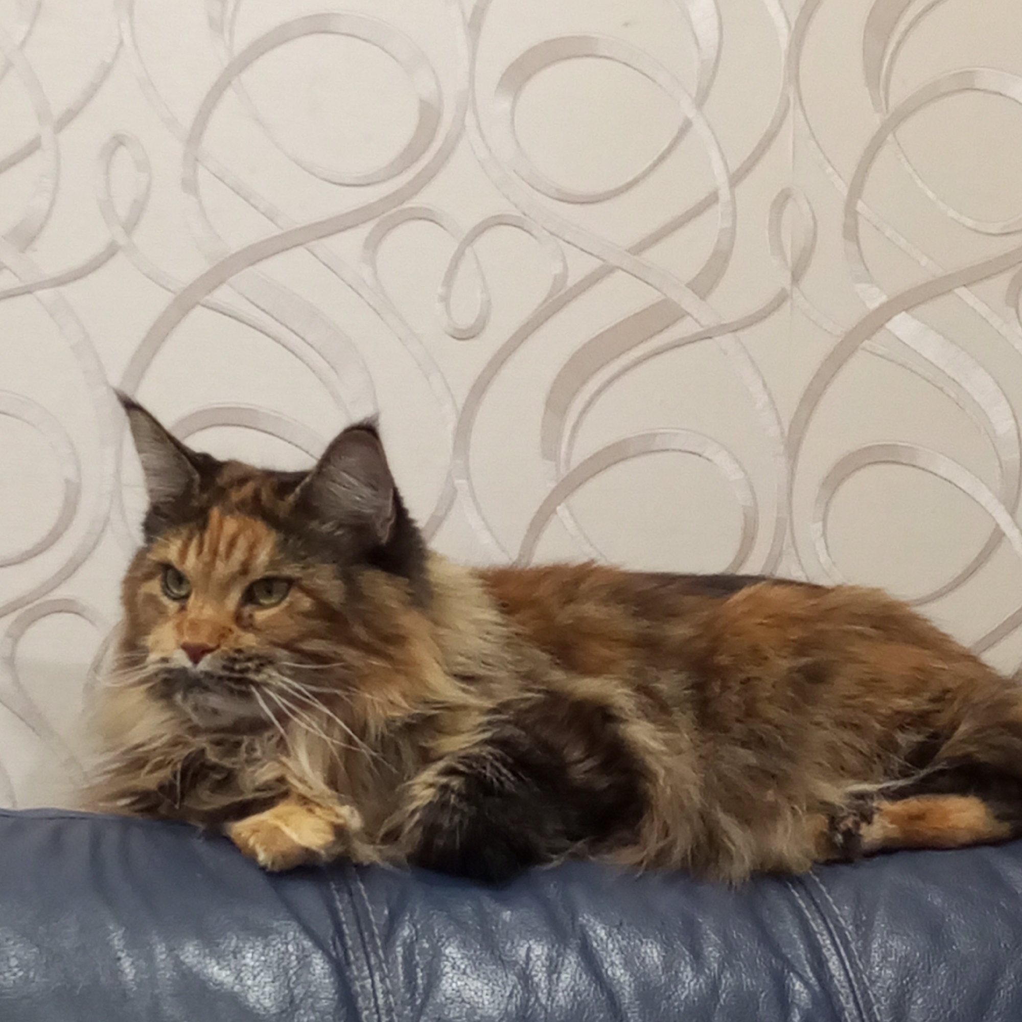 A full shot shows a Maine Coon cat lying on a blue leather couch. The cat is a calico with a mix of brown, black, and orange fur. Its tail is curled around its body, and its front paws are tucked under its chest. The cat is looking to the left with its ears perked up. The background is a beige wallpaper with a subtle, swirling pattern. The lighting appears to be from an indoor source, as there are no shadows to indicate natural light. The overall mood is calm and relaxed, with the cat appearing to be resting. There is no visible text in the image. The location context is Chaikovsky, Russia.
