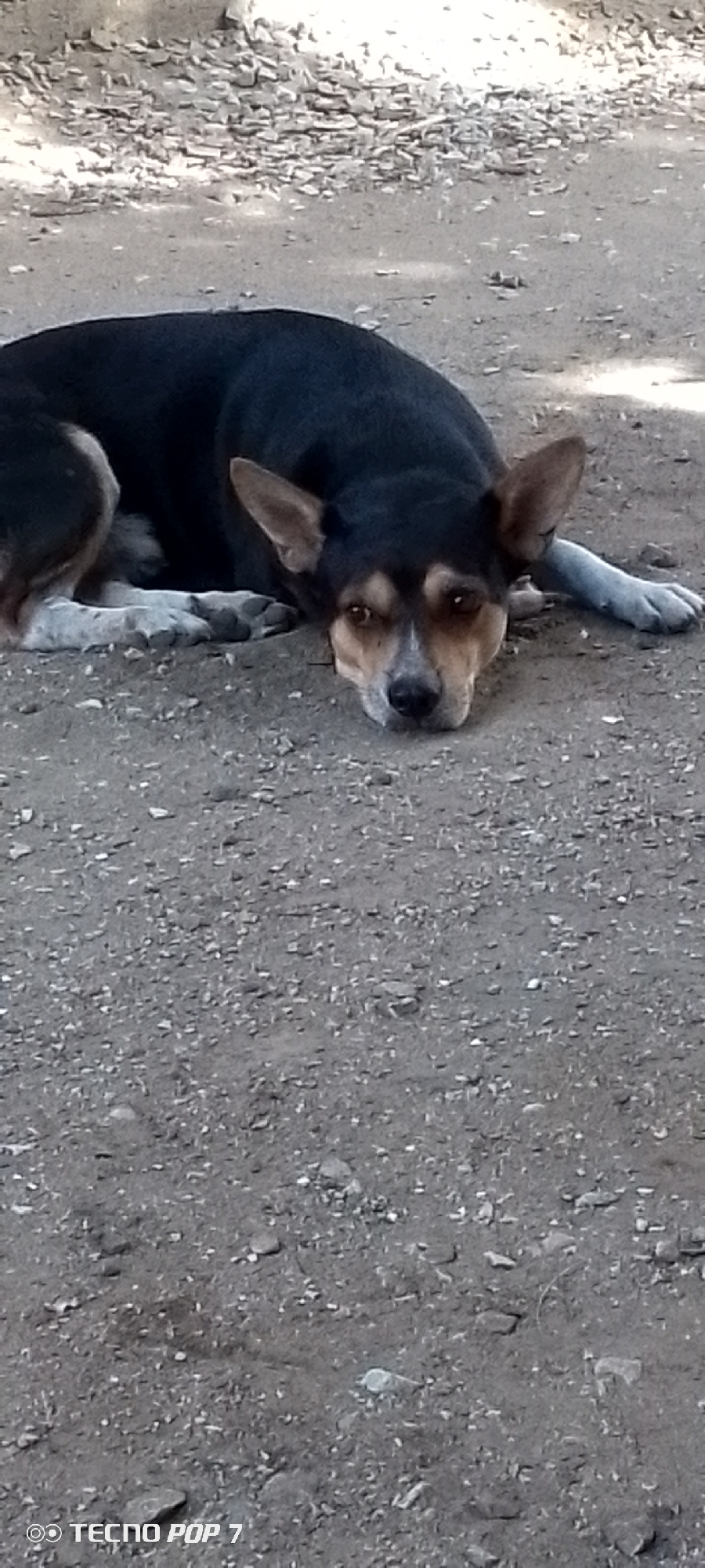 A dog with black and brown fur lies on grey rocky ground. The dog has its head resting on the ground with its front paws outstretched. The dog is facing forward, looking towards the camera. In the background, there are some small rocks. The camera is a Tecno Pop 7. The location is Altagracia, Venezuela.
