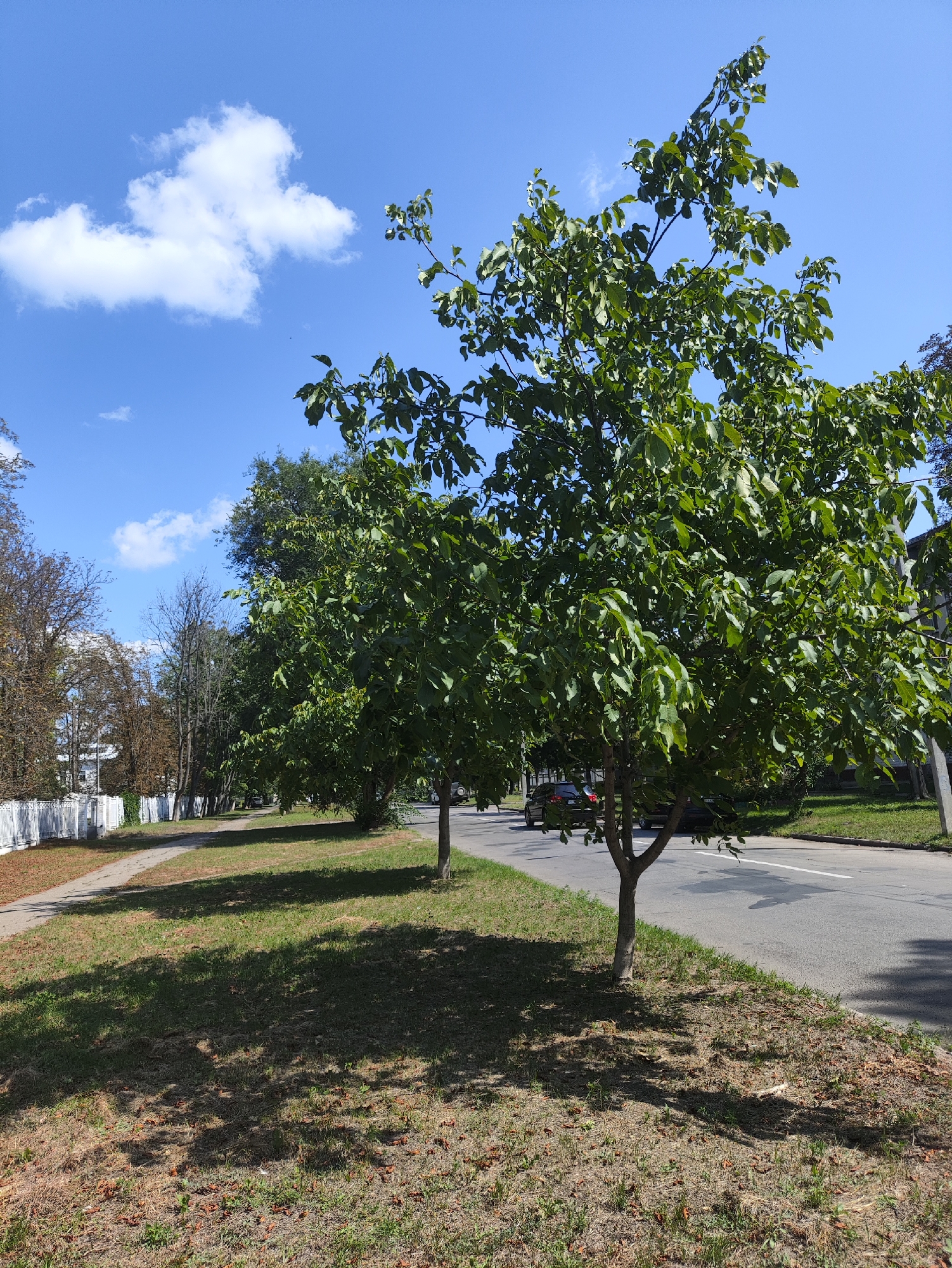 The image shows a tree-lined street in Kharkiv, Ukraine, on a clear, sunny day. The foreground is dominated by the green canopy of a large tree, casting a dappled shadow on the dry grass and fallen leaves below. A paved sidewalk runs parallel to the street, bordered by a white picket fence. Several other trees line the sidewalk, with some showing signs of autumnal color change. A few cars are visible on the asphalt road, which has a white lane marker. The sky is a vibrant blue with a few fluffy white clouds. The scene appears to be a typical urban environment, possibly a residential area or a parkway, with a sense of tranquility.