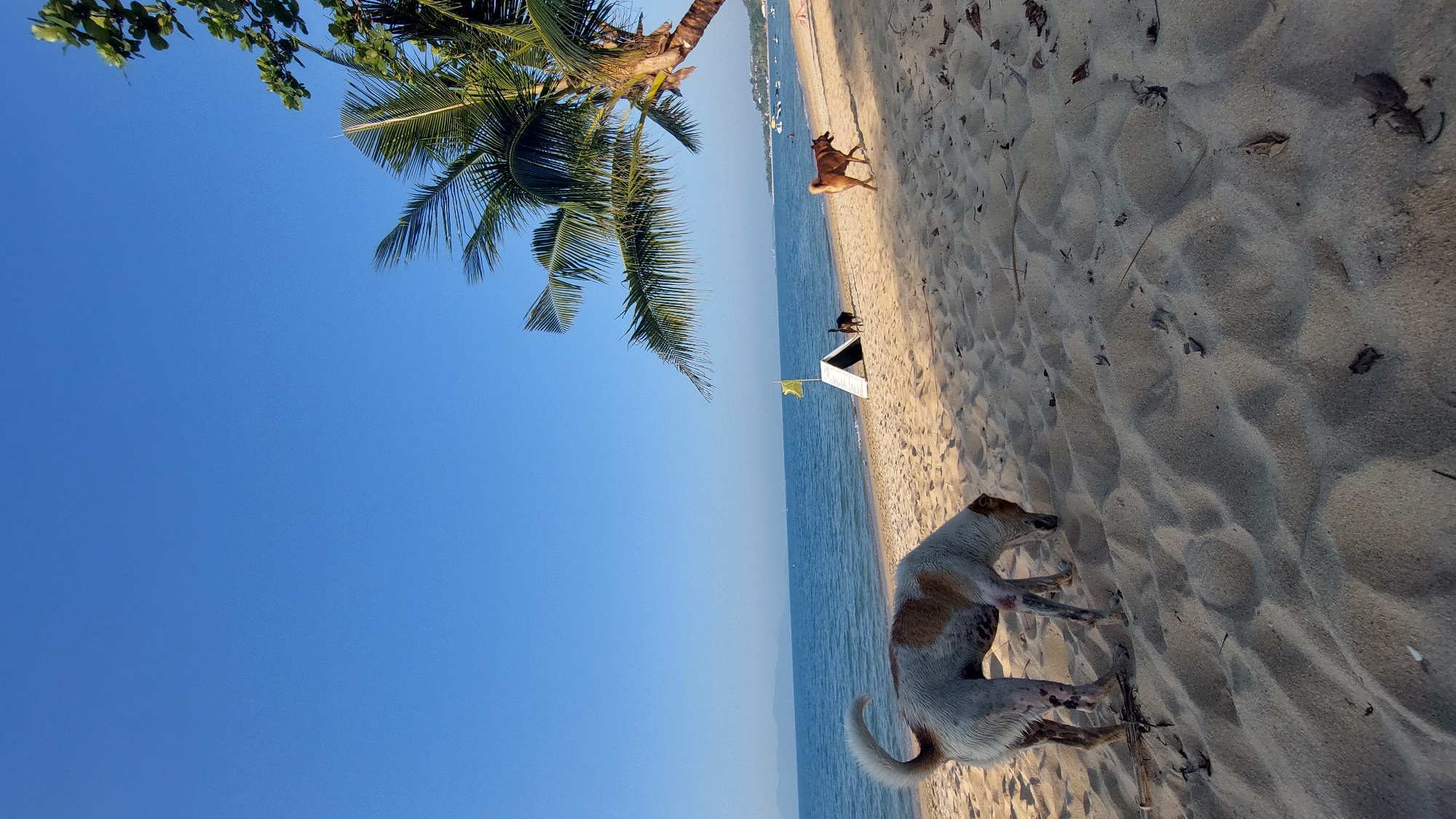 The image shows a beach in Baan Mae Nam, Thailand. The perspective is rotated, showing the clear blue sky on the left and the sandy beach on the right. A leaning palm tree frames the upper left corner of the image.
In the foreground of the beach, a light-colored dog with brown markings stands on the sand. Further down the beach, another brown dog is visible in motion. Near the shoreline, there's a white lifeguard station with a small yellow flag. In the distant background, the sea meets the horizon, and faint outlines of boats and structures can be discerned along the coastline.