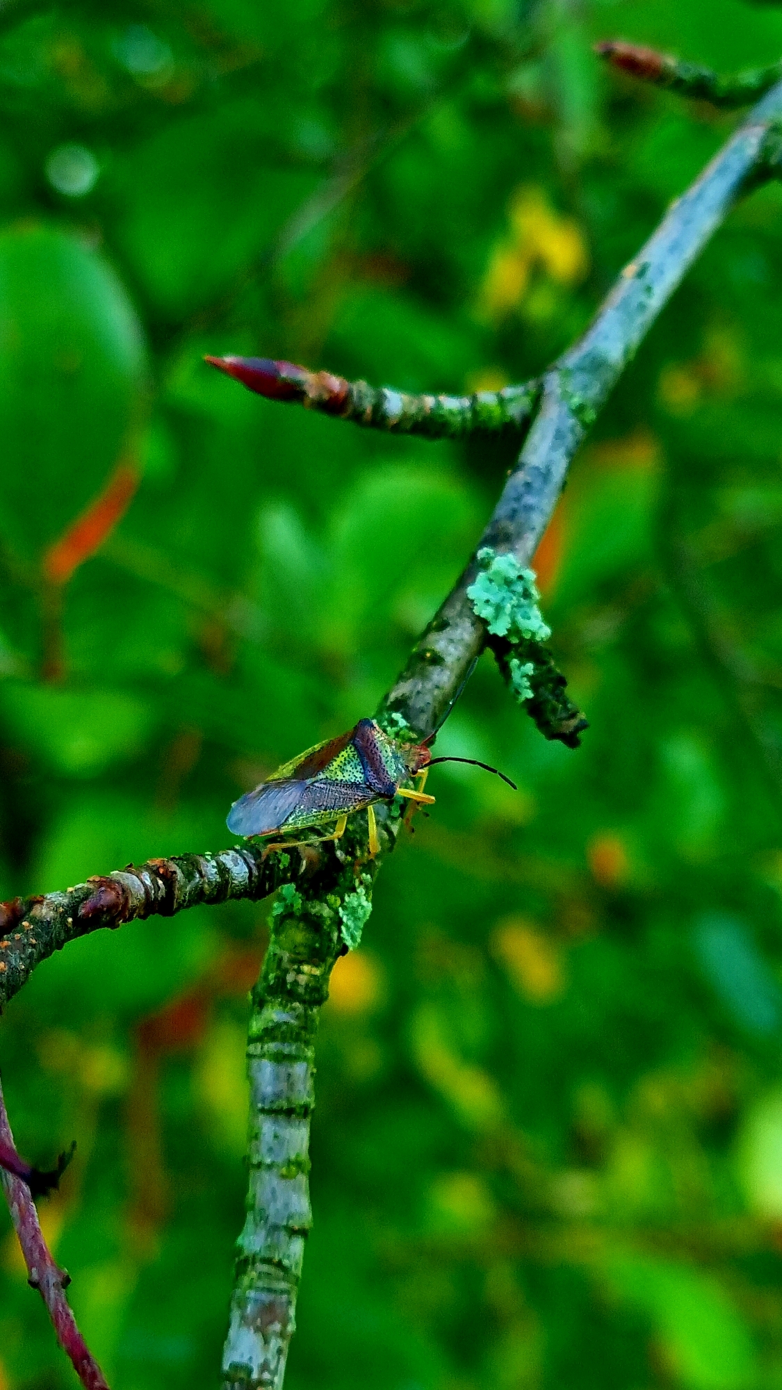 A macro shot captures a green shield bug perched on a moss-covered branch. The bug's body displays iridescent hues of green, purple, and brown, with yellow legs. The branch, with its textured bark and patches of vibrant green moss, runs diagonally across the frame. The background is a soft blur of various shades of green foliage, suggesting an outdoor, natural environment. No people or specific landmarks indicating Vysokoe, Russia are visible in the image.