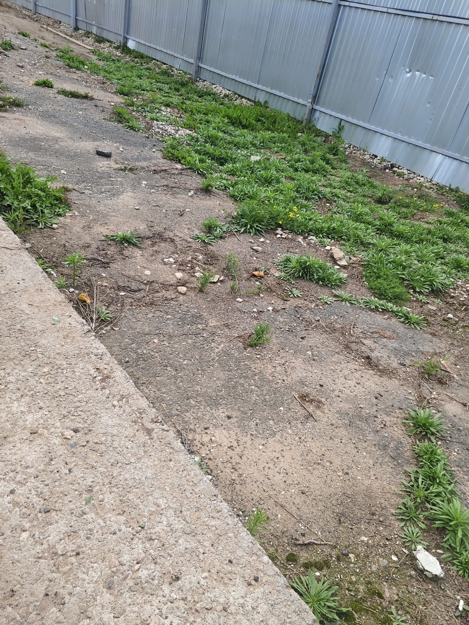 The image shows a textured, uneven patch of ground near a metal fence. The ground is a mix of dirt, gravel, and some scattered debris. Patches of green grass and small yellow flowers are growing in clumps, particularly along the fence line. To the left, there is a concrete curb or ledge. The overall impression is of an unkempt outdoor area, possibly a neglected pathway or verge. There are no people or animals visible in the image.