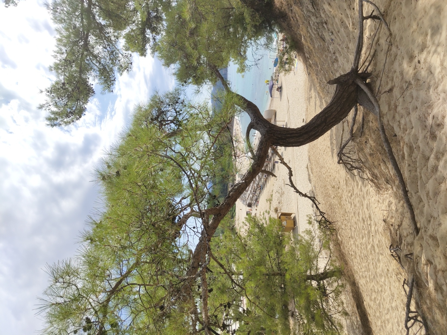 This image depicts a sandy beach in Limenaria, Greece, with a prominent pine tree in the foreground. The tree's trunk curves dramatically, with exposed roots spreading across the sand. Pine needles and cones are visible on its branches. In the background, the beach is lined with lounge chairs and umbrellas, suggesting a populated tourist area. Several people are scattered across the beach and near the clear blue water. A small yellow structure, possibly a changing room or kiosk, is situated on the sand. The sky is partly cloudy with a mix of white and gray clouds against a blue backdrop. The overall scene conveys a serene beach environment with natural elements.