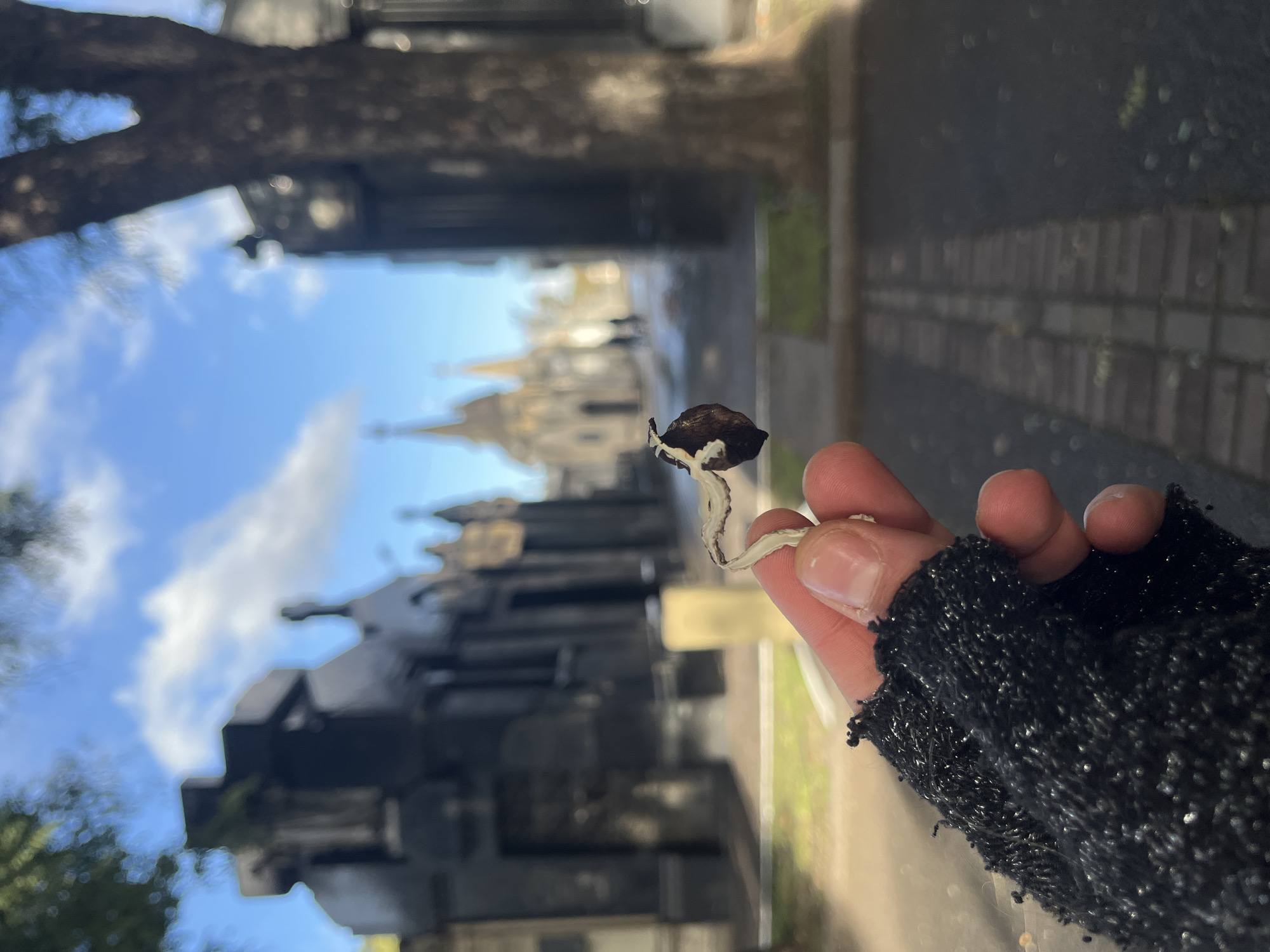 A hand wearing a black fingerless glove holds a small, brown mushroom with a white stem. The background reveals a blurred view of Recoleta Cemetery in Buenos Aires, Argentina, characterized by ornate mausoleums, stone pathways, and a partly cloudy sky.