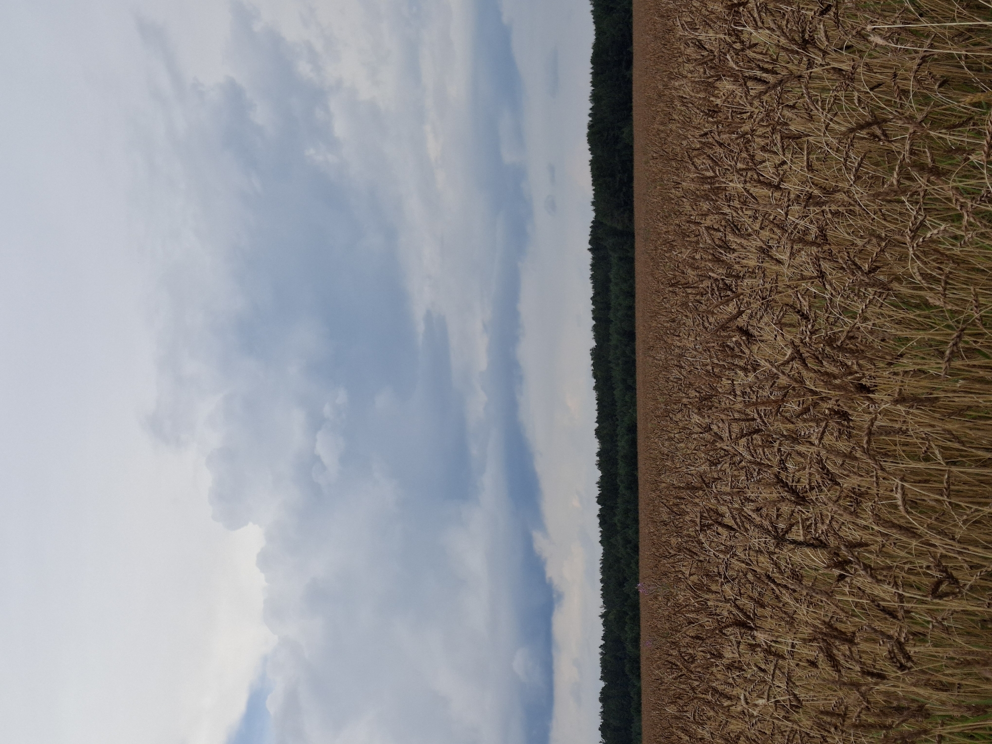 The image shows a wide shot of a field of golden wheat in Plishkino, Russia. The wheat stalks are tall and dense, with many of them bearing ripe grains. In the background, a dark green forest lines the horizon, creating a stark contrast with the golden field. Above the forest, a dramatic sky filled with heavy, grey clouds dominates the upper portion of the image, with patches of lighter sky peeking through. The overall impression is one of a rural landscape under an overcast sky, likely during late summer or early autumn when the wheat is ready for harvest. There are no people or animals visible in the scene.
