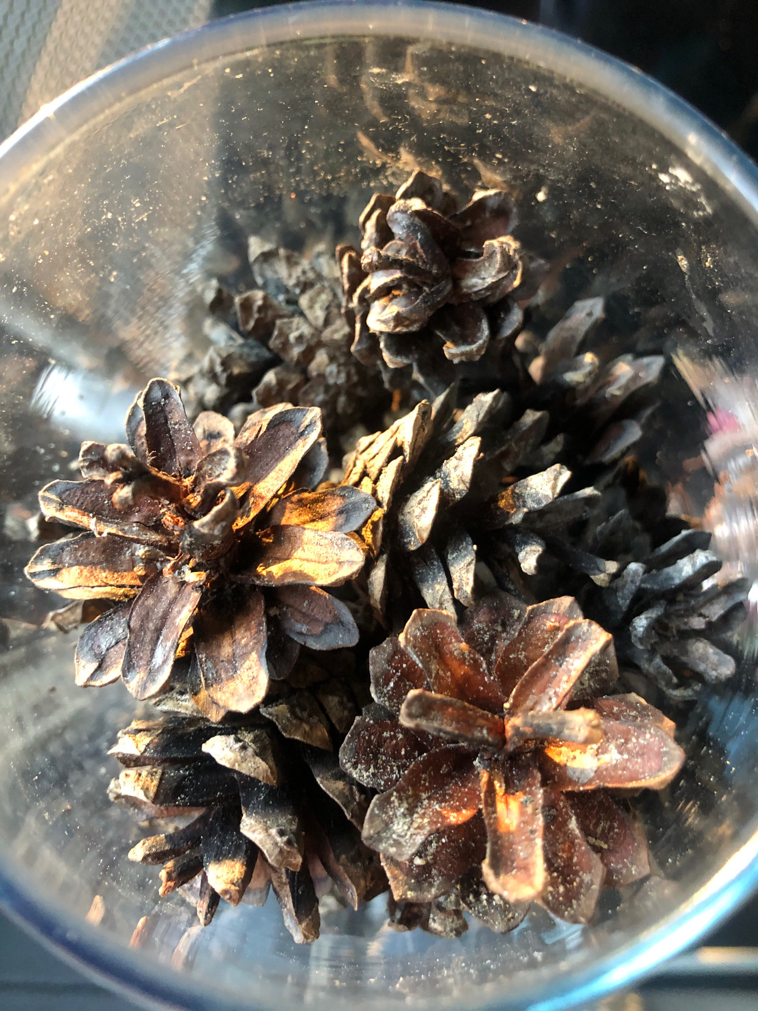 A close-up, overhead shot shows several pinecones inside a clear glass container. The pinecones are dry and brown, with visible scales. Some pinecones are partially obscured by others, creating a layered effect. The glass container appears to be slightly dusty, with small particles visible on its surface. The lighting suggests an outdoor environment, possibly during a sunny day, as evidenced by the highlights and shadows on the pinecones and the glass. The background is blurred but appears to be a neutral, muted color. The image does not depict any people, actions, or interactions. The location in Arfa, Russia, is not discernible from the visual elements of the image.