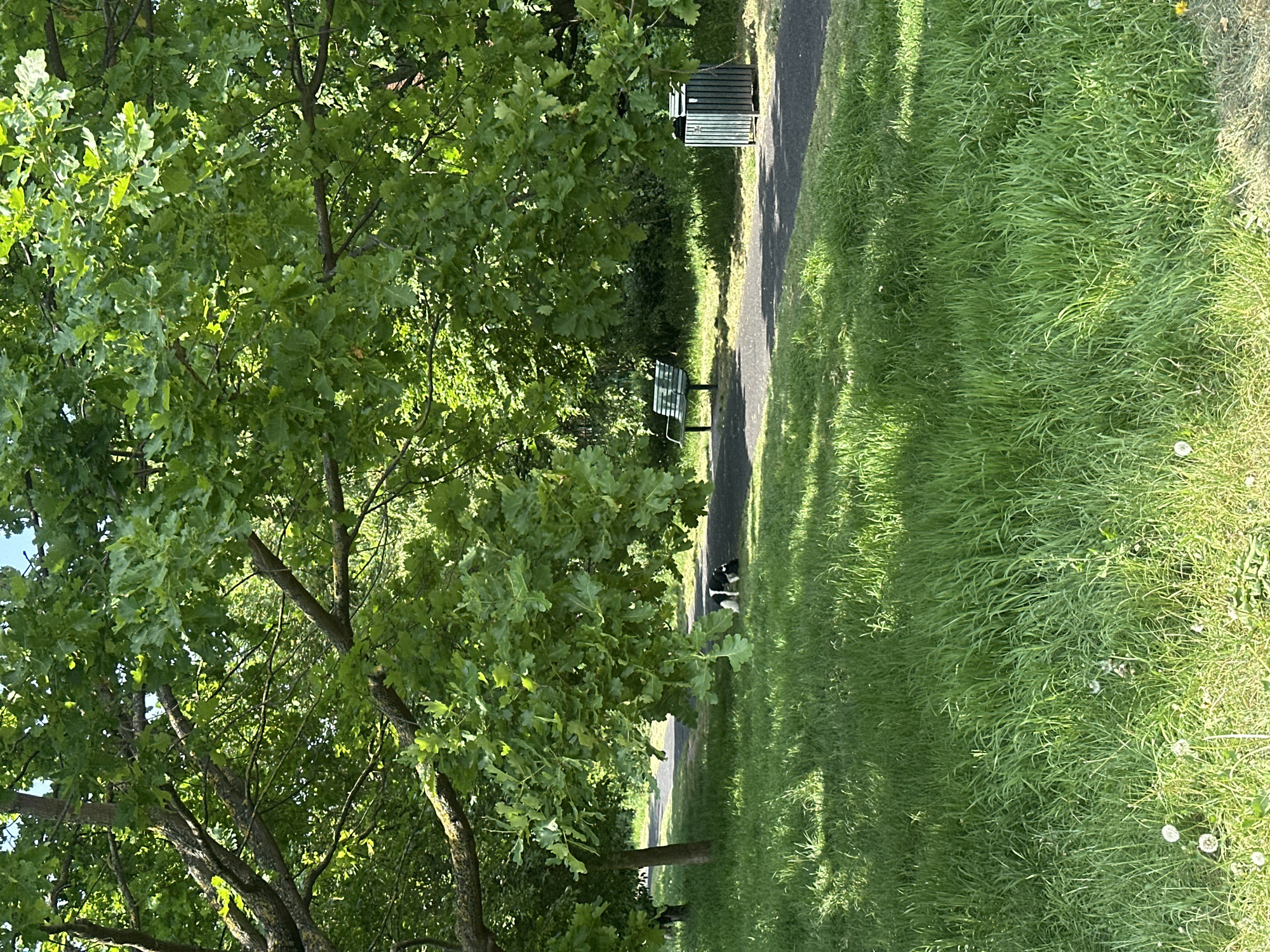 A sunlit park scene in London, United Kingdom, features a paved path running through a grassy area. To the left, a large tree with green leaves dominates the view. A bench and a trash can are positioned along the path. An individual is walking on the path. Dandelions are scattered in the grass.