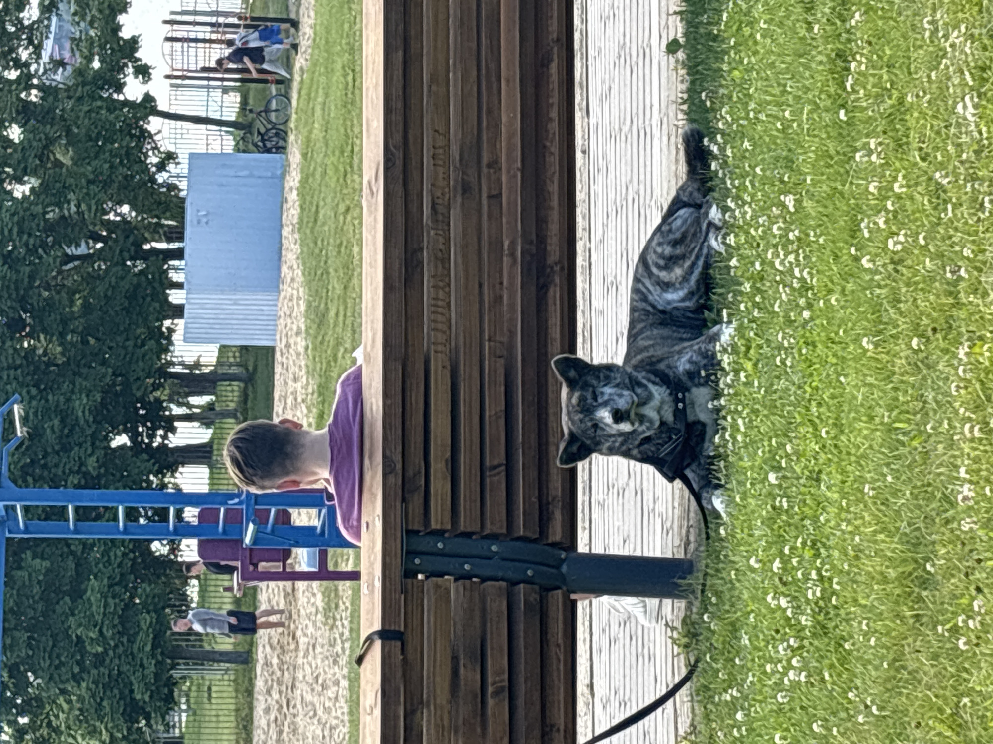A brindle-colored dog with dark fur and a lighter facial mask lies on a grassy area dotted with small white clover flowers. The dog is wearing a dark harness and appears to be tethered by a black leash. Behind the dog is a wooden bench. In the background, a person wearing a purple shirt sits on the bench, facing away from the camera. Further in the background, several people are visible on a sandy area, some near playground equipment and a blue structure. The scene appears to be an outdoor public space, possibly a park or a recreational area. The overall environment suggests a warm, possibly summer day, with green trees and foliage. The location is a public park in Minsk, Belarus.