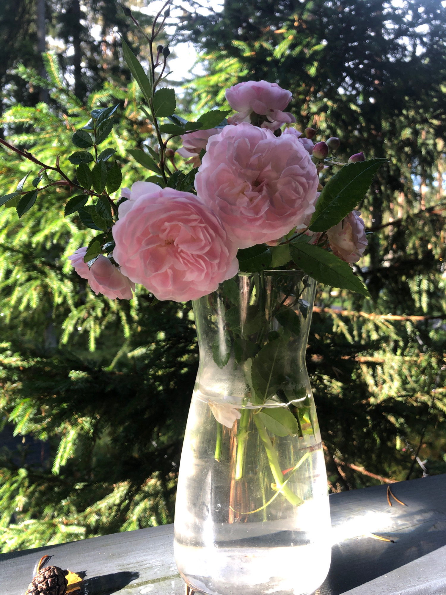 A clear glass vase filled with water and pink roses sits on a dark wooden surface outdoors. The vase is a curved shape, wider at the top than the bottom. The roses are a soft pink, with many delicate petals. Green leaves and thorny stems are visible. The background is out of focus, showing lush green evergreen trees and sunlight filtering through the branches, suggesting a natural, possibly wooded, setting. There are no people or animals visible in the image. The location is not specified as Arfa, Russia, but it appears to be an outdoor scene in a temperate climate.