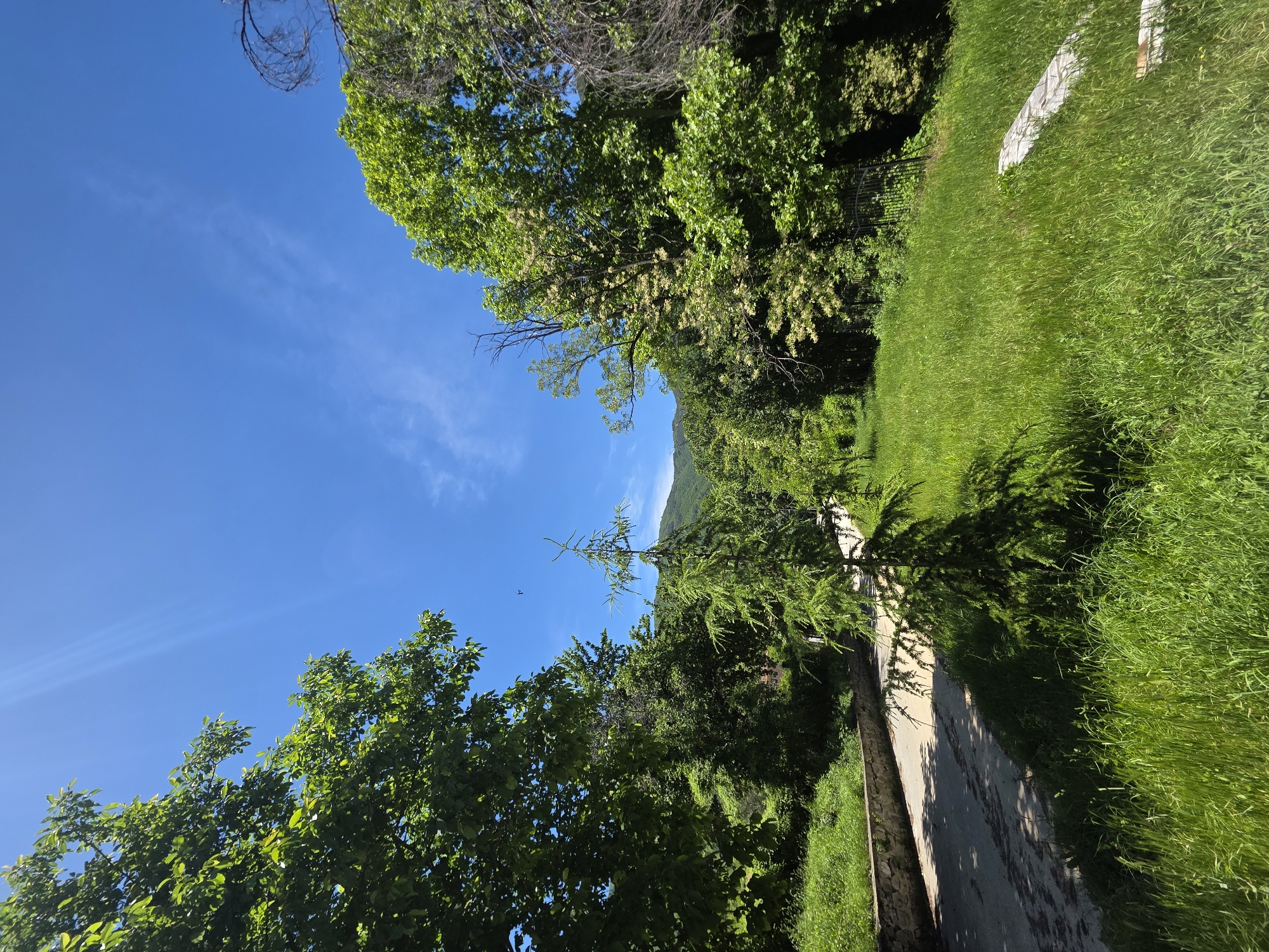 The image depicts a sunny day in Bachkovo, Bulgaria. A concrete path bisects the scene, flanked by lush green grass on the right and thick vegetation on the left. Trees with vibrant green leaves frame the top and left edges of the image, with a clear blue sky visible above. In the distance, a mountain is faintly visible.