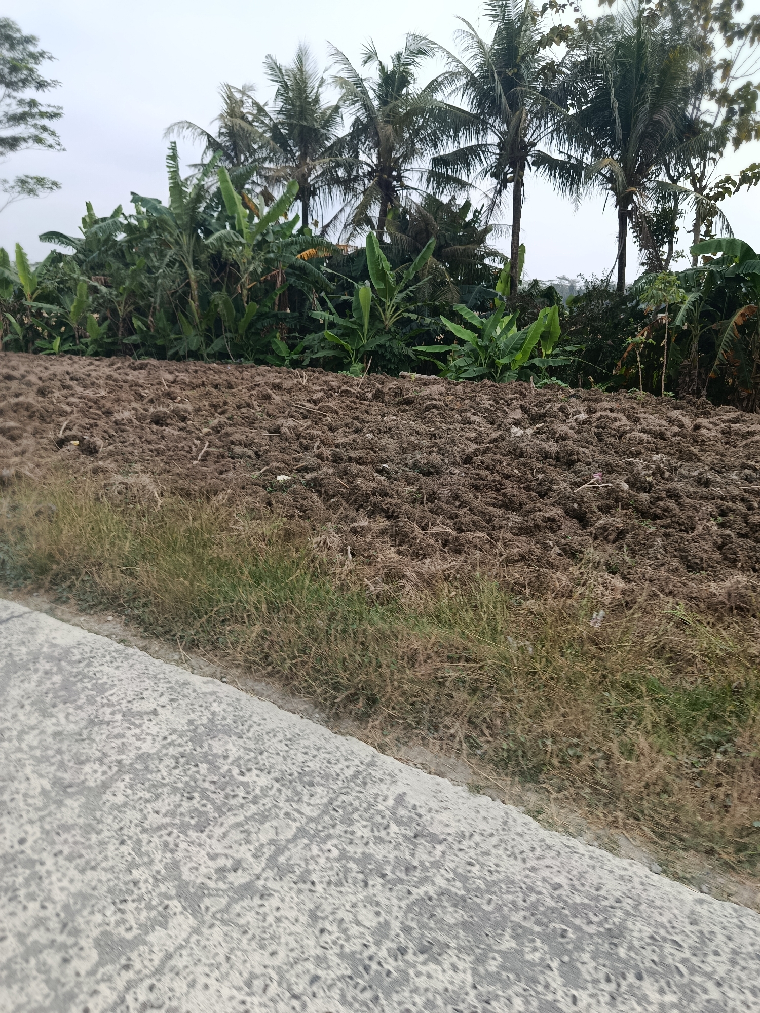 The image depicts a partially plowed agricultural field in Bantarsari, Indonesia. The foreground features a concrete pathway that runs diagonally from the bottom left corner. To the right of the pathway is a strip of dry, brown grass, bordering the tilled soil. The field itself is composed of dark brown earth, unevenly disturbed by plowing, with some clumps of soil and organic matter visible. In the background, a dense line of tropical vegetation, including banana trees with large green leaves and tall palm trees, forms a backdrop against an overcast sky. There are no people or animals visible in the frame, and the scene appears still and undeveloped. The overall impression is one of rural agricultural land, possibly awaiting planting.