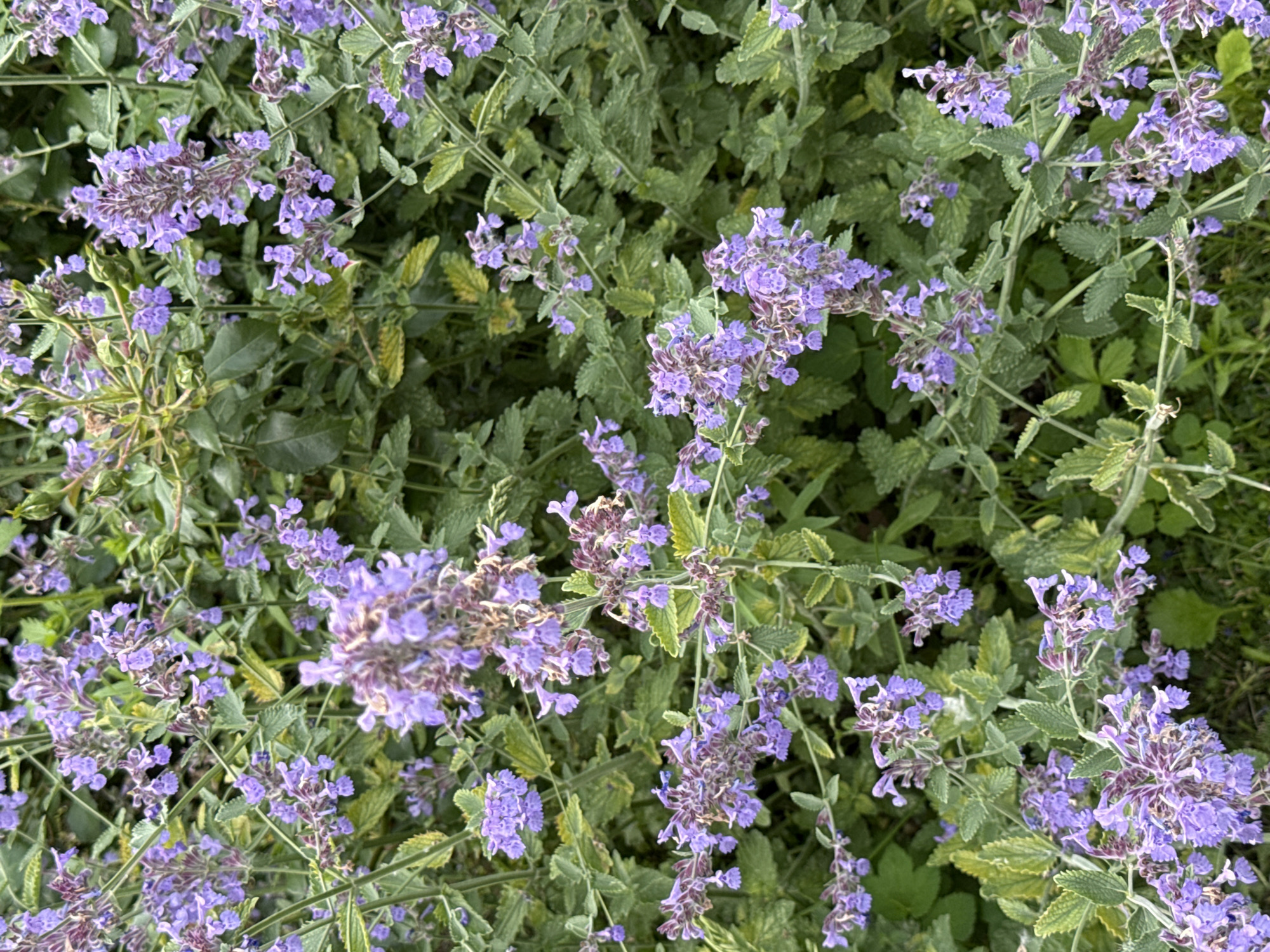 This is a close-up, top-down photograph of a cluster of Nepeta x faassenii, commonly known as catmint, flowers. The blooms are a vibrant lavender-purple and are arranged in spiky, upright clusters. The plant's foliage is a muted green with some hints of yellowing, and the leaves are serrated. The background is a dense, slightly blurred green, suggesting more foliage and perhaps other plants. The lighting appears to be natural daylight, casting soft shadows. There are no people, animals, or man-made objects visible in the image. The scene depicts a natural, outdoor environment, possibly a garden or park. There is no specific indication within the image to pinpoint its location in Moscow, Russia; the image is purely botanical.