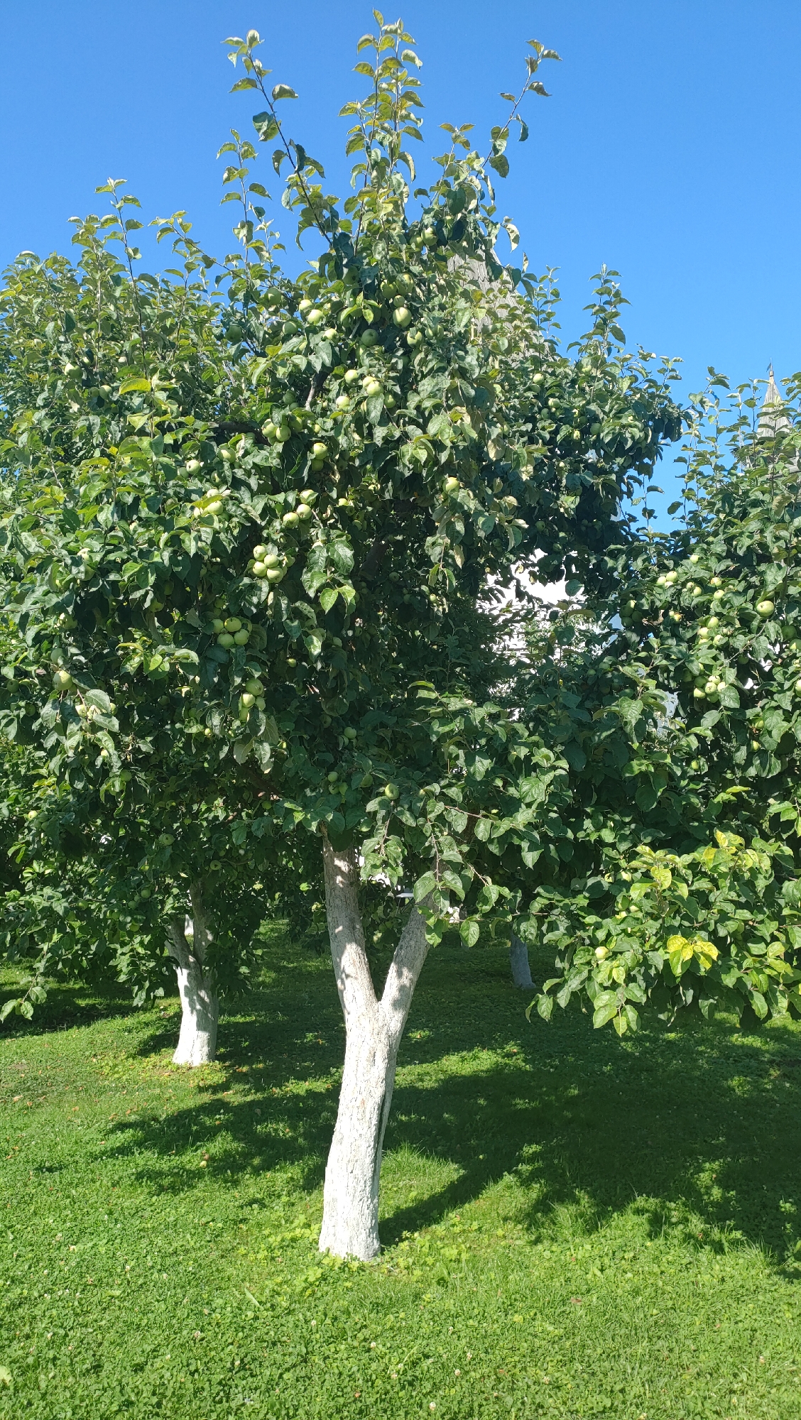 This is a full shot photograph of an apple orchard under a bright, clear blue sky. The main subject is a cluster of apple trees, prominently featuring one in the foreground with a thick, white-painted trunk that splits into two main branches. This central tree is laden with numerous green apples and dense foliage. To its left and right, other apple trees with similar green apples and leaves are visible. The trees are situated on a well-maintained lawn with a mix of grass and clover. Sunlight casts distinct shadows from the trees onto the lawn, indicating a sunny day. In the background, a white building structure, possibly part of a larger complex, is partially obscured by the trees, and a hint of a tall, spire-like structure can be seen on the far right. The image depicts a peaceful, rural or park-like setting.