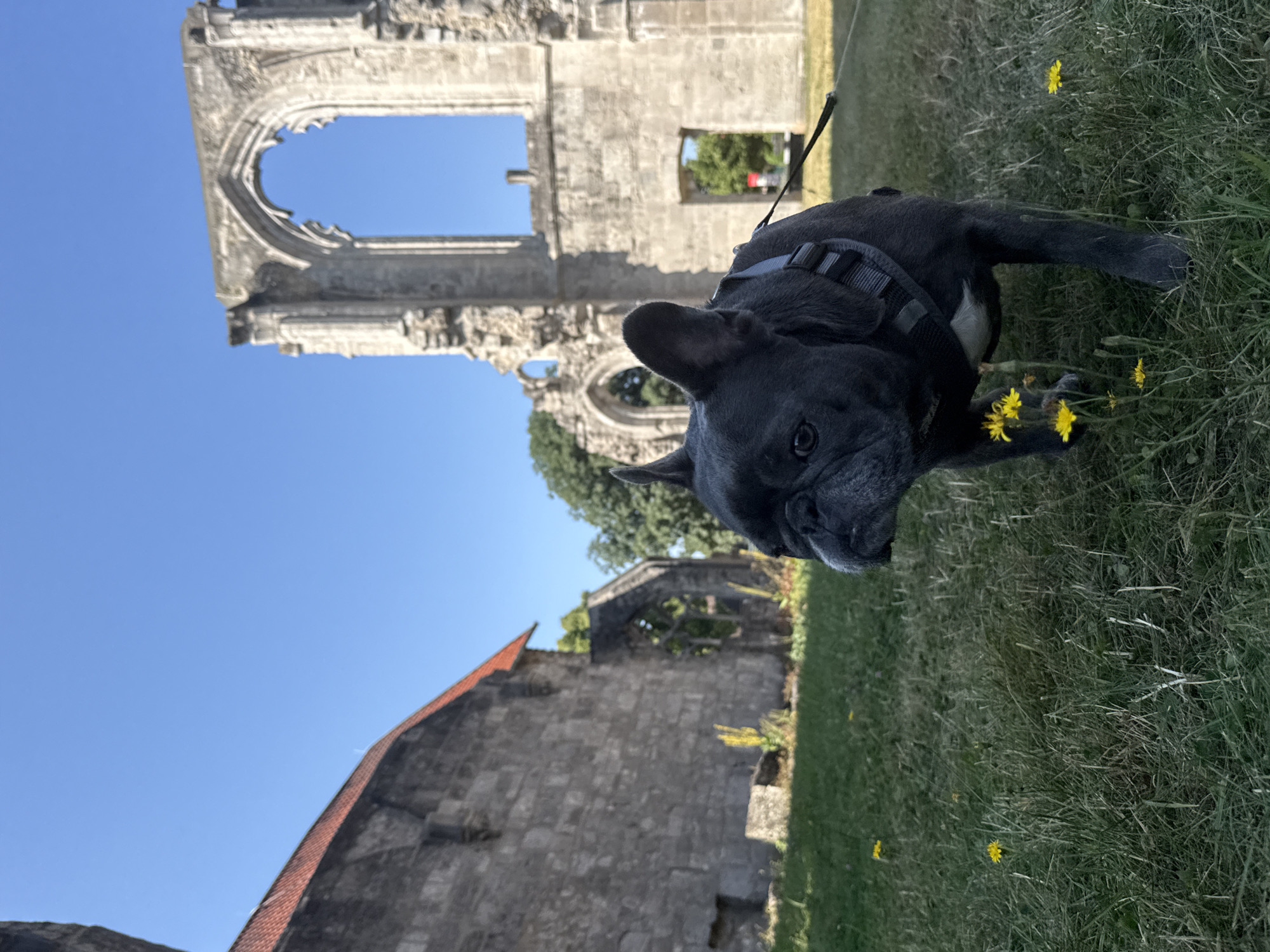 A French Bulldog, wearing a gray harness, walks on a grassy area in front of ancient stone ruins under a clear blue sky. The ruins appear to be part of a church or abbey, with arched windows and crumbling walls. To the left, a section of a stone wall with a red-tiled roof stands. The foreground is filled with green grass and scattered yellow wildflowers. The background shows more of the ruins and trees. The dog is in focus, with the ruins slightly blurred. This scene is located at the Walkenried Abbey ruins in Walkenried, Germany.
