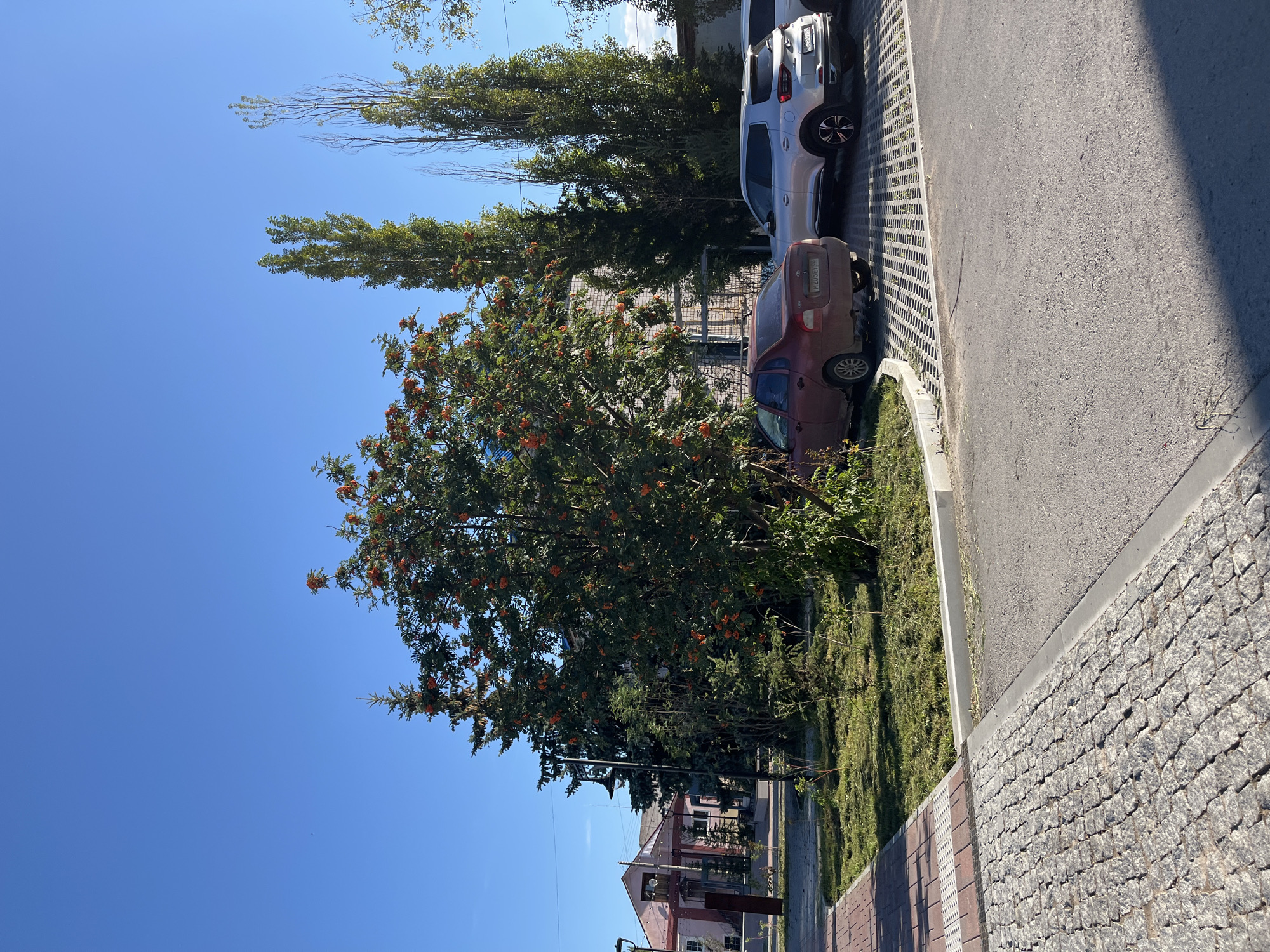The image depicts a street scene in Blagoveshchensk, Russia, on a clear, sunny day. In the foreground, a paved walkway made of grey cobblestones transitions to a darker asphalt road. To the left, a section of the walkway is made of reddish-brown bricks with a white tactile paving strip. Beyond the walkway is a patch of green grass, and a red sedan is parked on a gravel parking lot. Behind the sedan, a silver SUV is also parked. A rowan tree with bright orange berries stands prominently in the middle ground. In the background, several tall, slender trees with green foliage are visible, along with a building with a light-colored brick facade. Further left, a pink building with white trim and a covered entryway can be seen. The sky is a clear, vibrant blue.