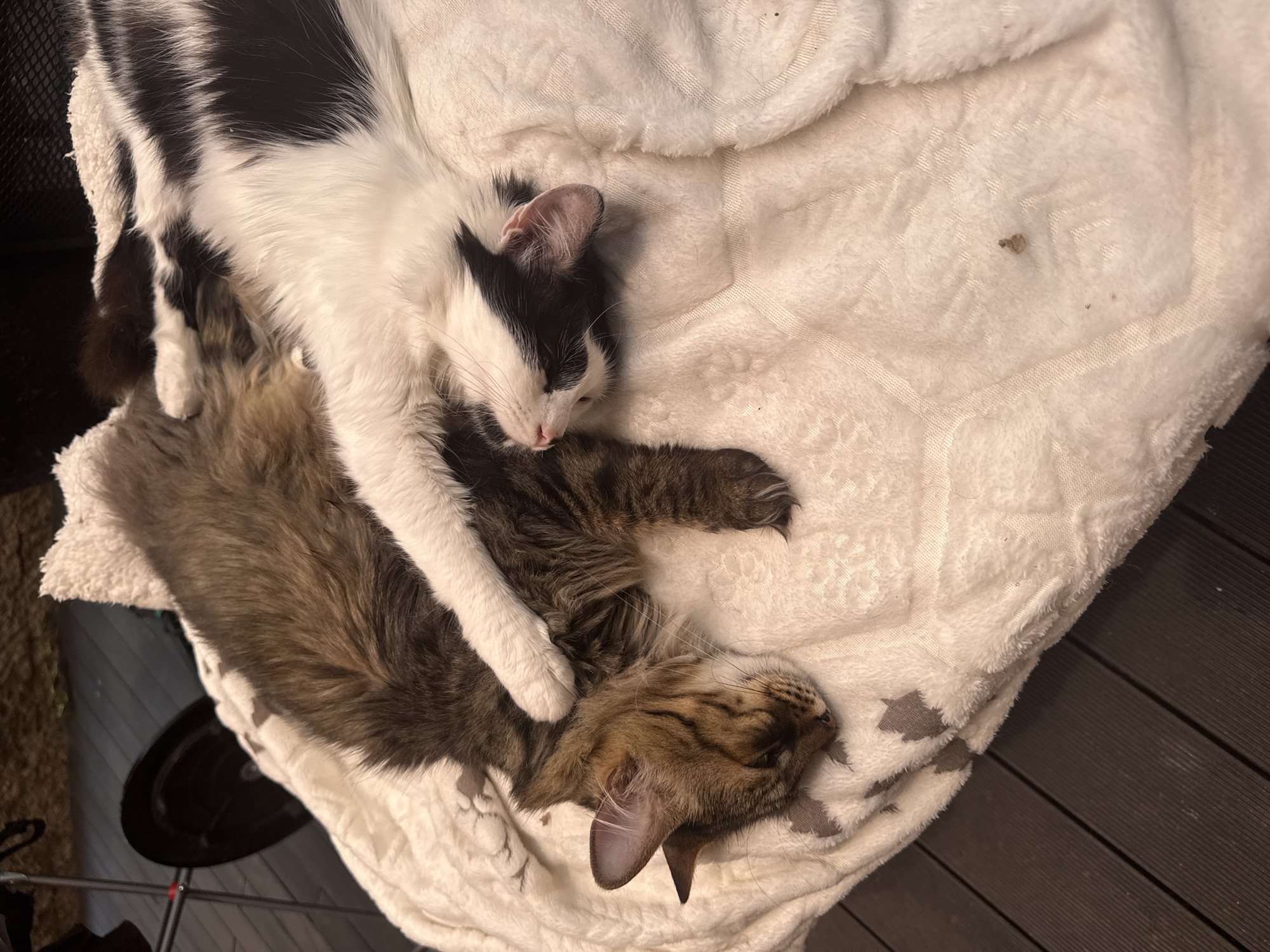 Two cats are sleeping soundly together on a soft, white blanket, which covers part of a dark wooden floor or decking. The scene appears warm and cozy, possibly indicating an indoor setting or a sheltered outdoor space in Sofia, Bulgaria.
The upper cat is a black and white domestic cat, likely a kitten or young adult, characterized by its distinct black patches on a white body and face. It is draped over the larger cat, resting its head close to the other cat's neck, suggesting a strong bond or need for closeness. Its eyes are closed in sleep, and its small pink nose is visible.
Below, largely obscured by the black and white cat, is a brown and gray tabby cat, seemingly an adult, with striped fur. It lies on its side, equally immersed in sleep, its head turned slightly upwards. Both cats appear deeply relaxed and peaceful.
The white blanket has a textured pattern and features subtle gray star or paw print designs. The wooden planks visible on the right and bottom right are dark brown, creating a contrast with the bright blanket. The lighting is soft and ambient, contributing to the tranquil mood. There is no visible text in the image.