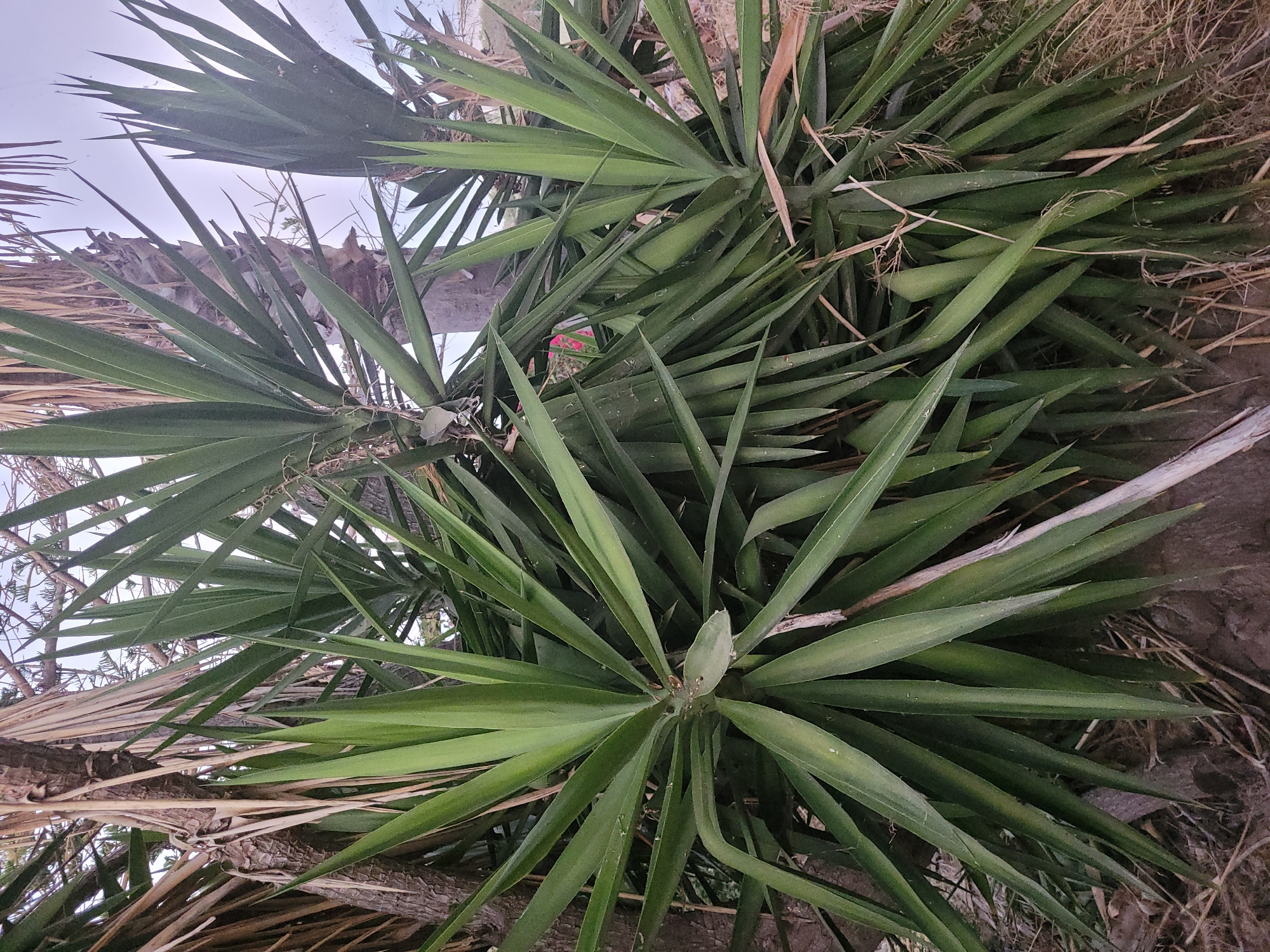 In a close-up, outdoor shot, a cluster of spiky green yucca plants dominate the frame, their sharp leaves fanning out from thick, woody trunks. The plants appear healthy and lush, with a few dried brown leaves scattered amongst the vibrant green foliage. The ground beneath the plants is covered in dry brush and dirt, suggesting a natural, possibly arid, environment. The background is blurred, but hints of other vegetation and a pale sky can be seen. The image has a high contrast, with bright green leaves sharply defined against a muted background. There are no people or animals visible in the scene.