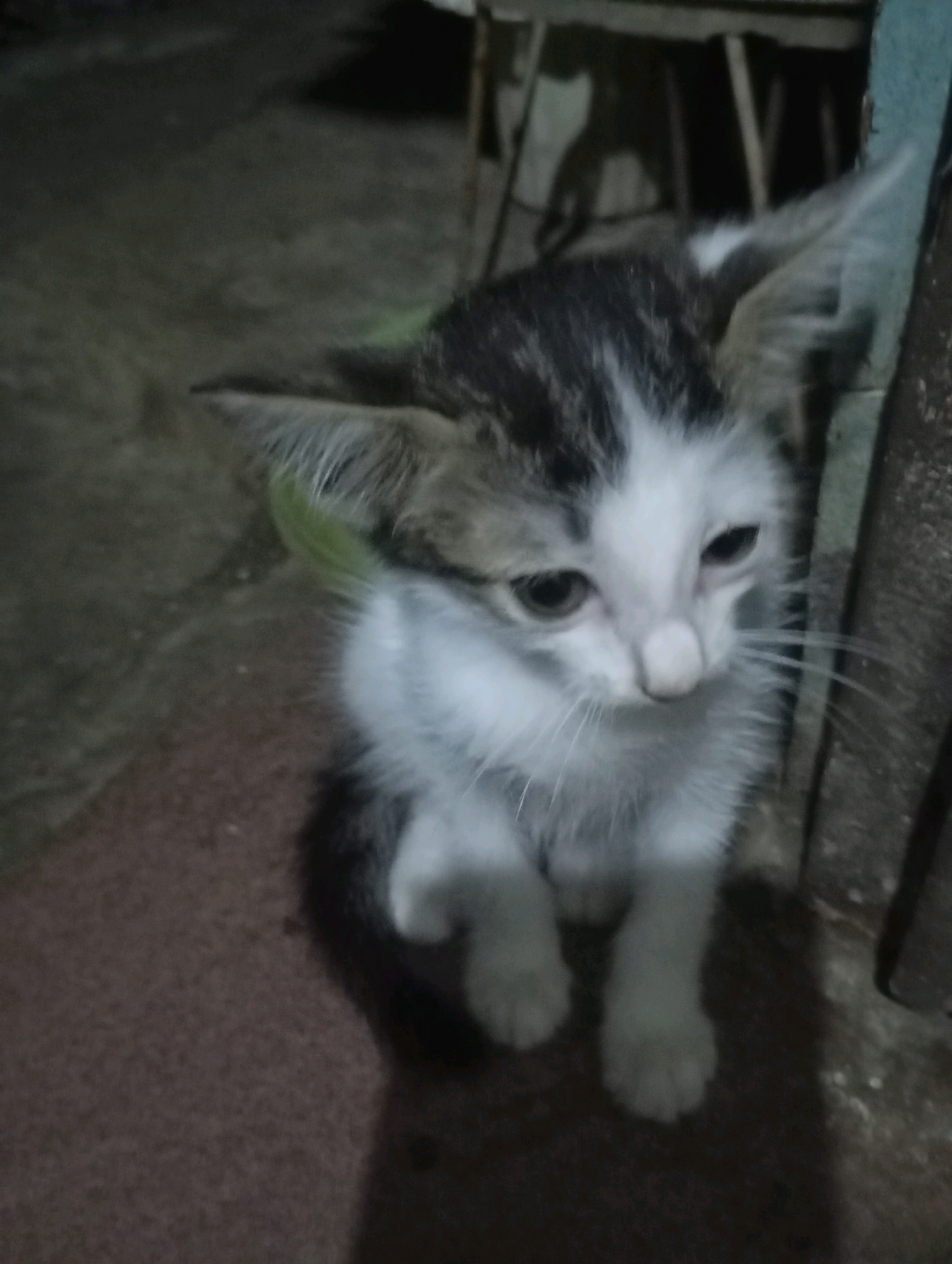 The image shows a kitten with white, black, and gray markings, sitting on a textured surface, possibly a carpet or rug. The kitten has large ears, dark eyes, and a pink nose. It appears to be in an indoor setting with dimly lit surroundings, suggesting it could be in a home or shelter. The background shows a blurred, out-of-focus environment with what appears to be furniture or wooden structures. The lighting is low, creating shadows and contributing to the overall somber mood of the image. The presence of the kitten and the indoor setting do not provide any specific clues to its location within Balikpapan, Indonesia.