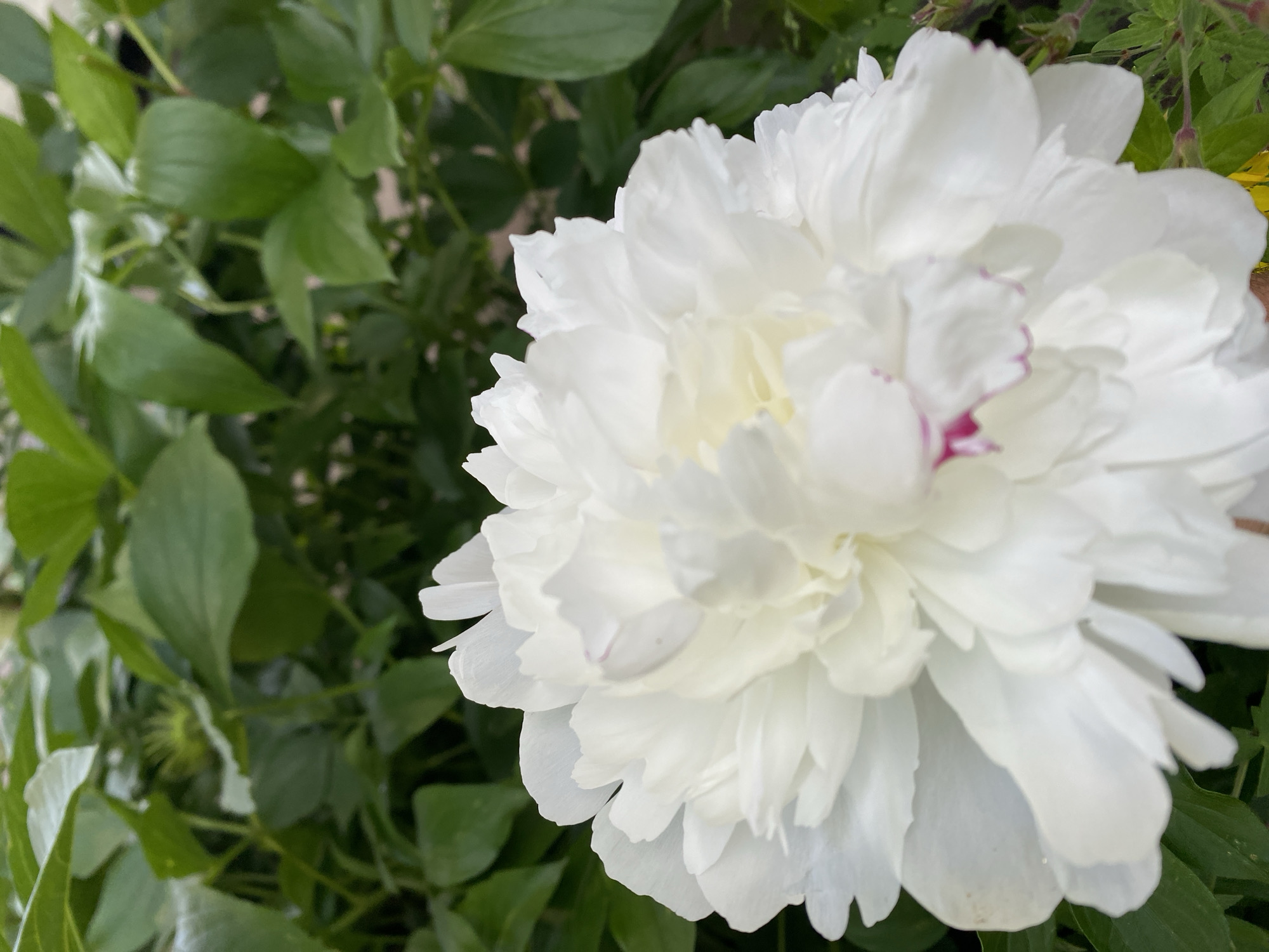 A close-up, low-angle shot shows a large, white peony flower in the foreground, with its densely packed petals filling the frame. The flower has a few hints of pink on the edges of some of its innermost petals. The background is blurred, showing green leaves and stems of what appears to be a garden or plant. The scene is outdoors and likely taken during the day, given the natural lighting. The image does not contain any identifiable landmarks, people, or signs that would allow for specific location identification in Khimki, Russia.