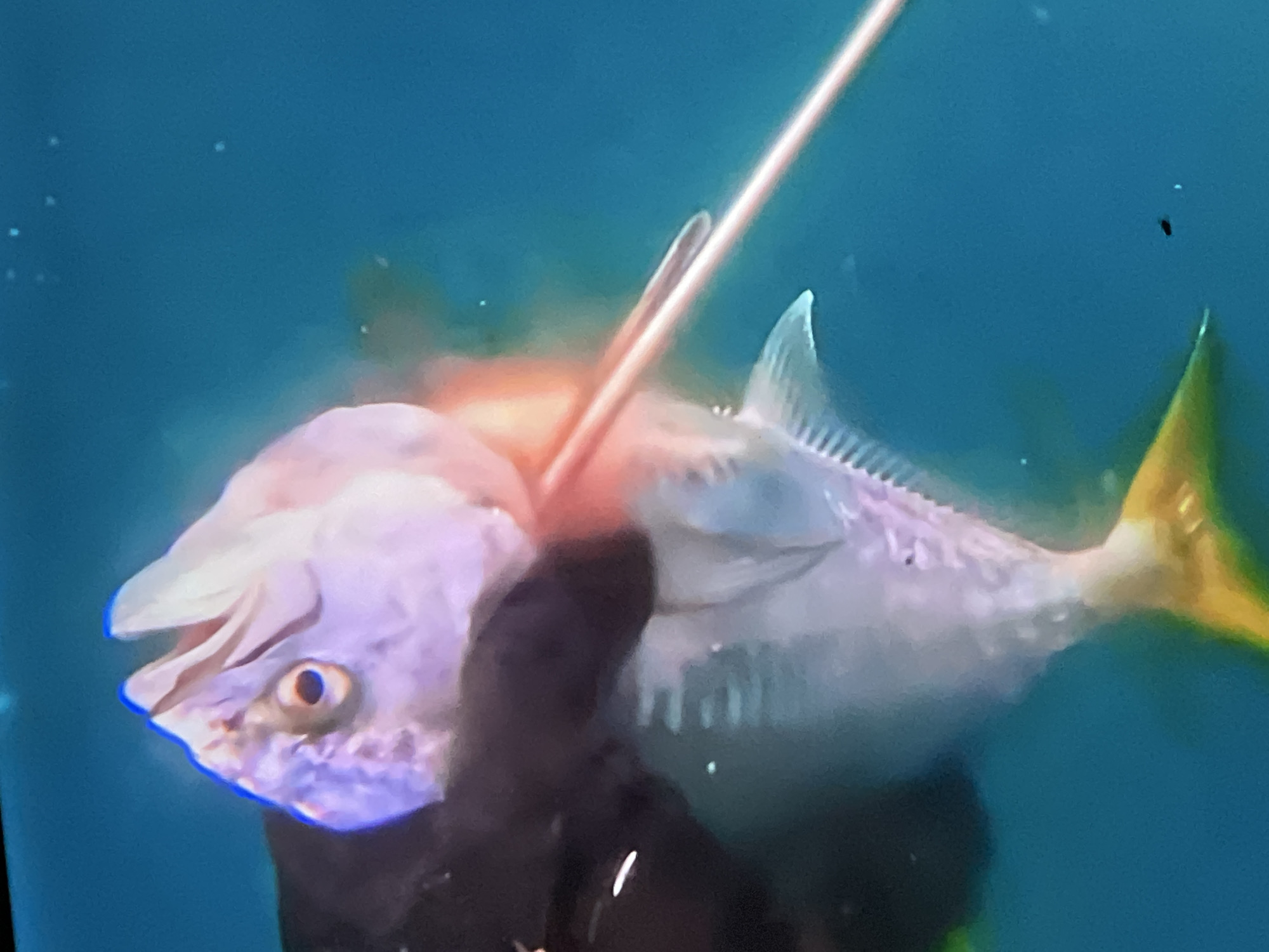 A fish is held by a person's hand. A spearfishing spear pierces the fish's mouth and exits through its gills. The fish has a pale pink body and a yellow tail. The background is a clear blue, suggesting it is in water. The scene is devoid of any recognizable landmarks of Casablanca, Morocco.