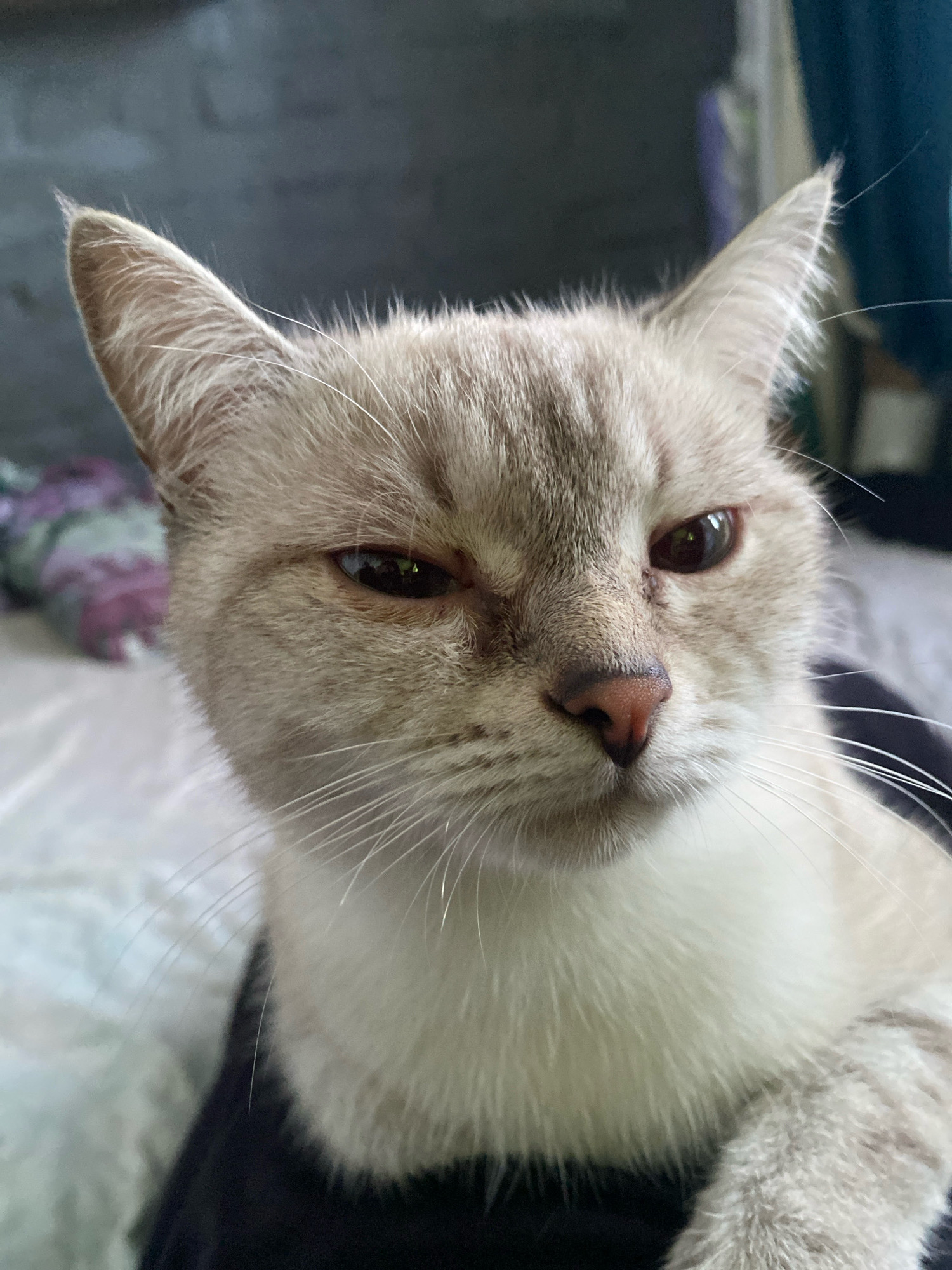 A close-up, eye-level, medium shot captures a light-colored cat with striking amber eyes and distinctive grey tabby markings on its ears and face. The cat's gaze is directed slightly to the left of the camera, and its left eye is partially closed, giving it a sleepy or unimpressed expression. Its fur appears soft and well-groomed, with prominent white whiskers fanning out from its nose. The background is blurred, showing a hint of a floral pattern in shades of purple and white on the left, and darker, out-of-focus elements to the right, possibly indicating an indoor setting such as a bed or sofa. The overall lighting is soft, suggesting it's not direct sunlight. There are no people or any indications of a specific location in Overyata, Russia, present in the image.