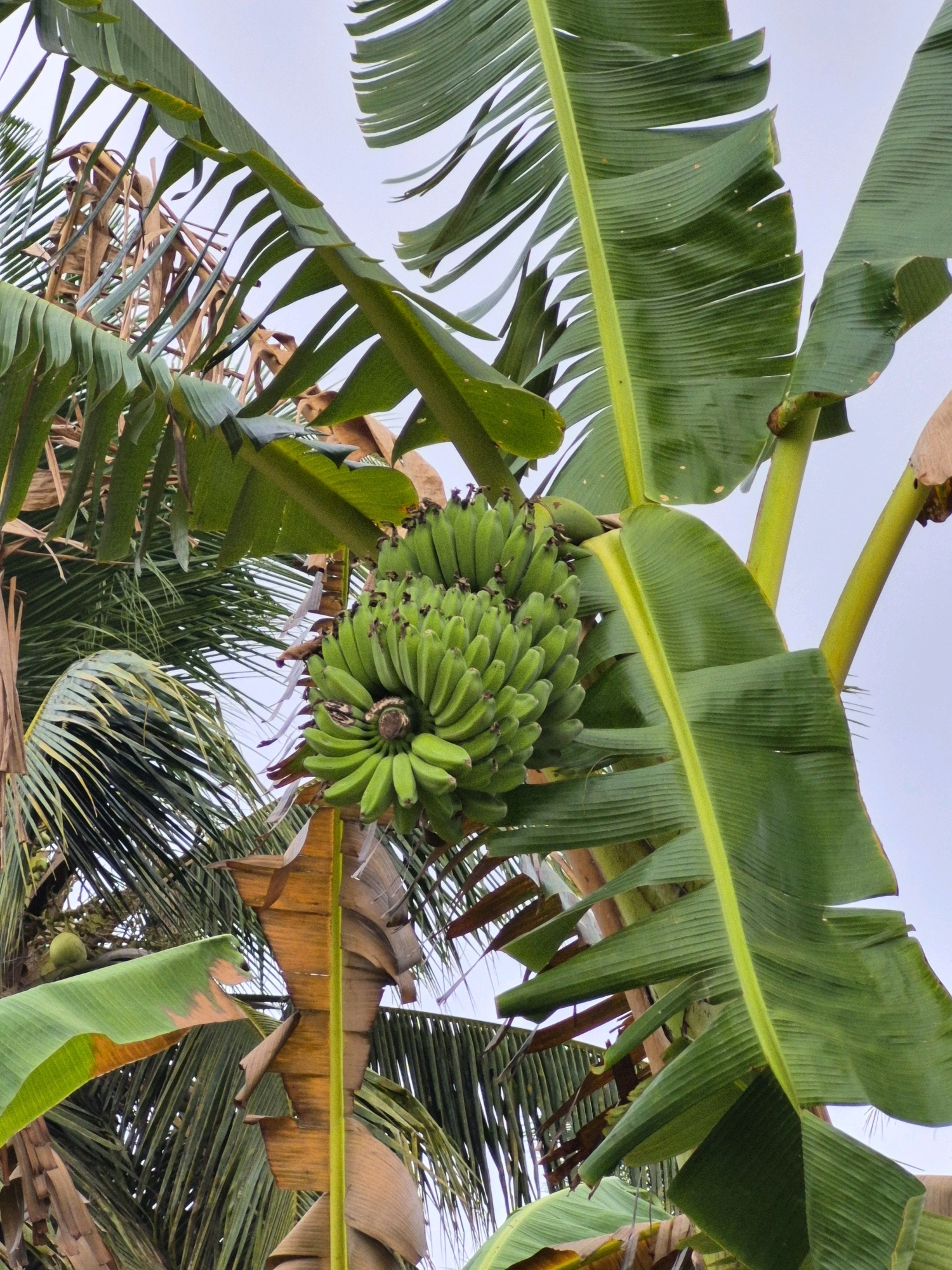 A close-up, vertical shot shows a bunch of unripe green bananas hanging from a banana tree. The bananas are clustered together and appear to be still developing. Large, green banana leaves surround the fruit, with some older, brown leaves visible as well. In the background, other palm-like trees can be seen. The sky above is overcast and pale. The scene suggests a tropical environment, likely in a rural area such as Dukuhrejo, Indonesia, where such vegetation is common. There are no people or animals visible in the image, and no activities are taking place.